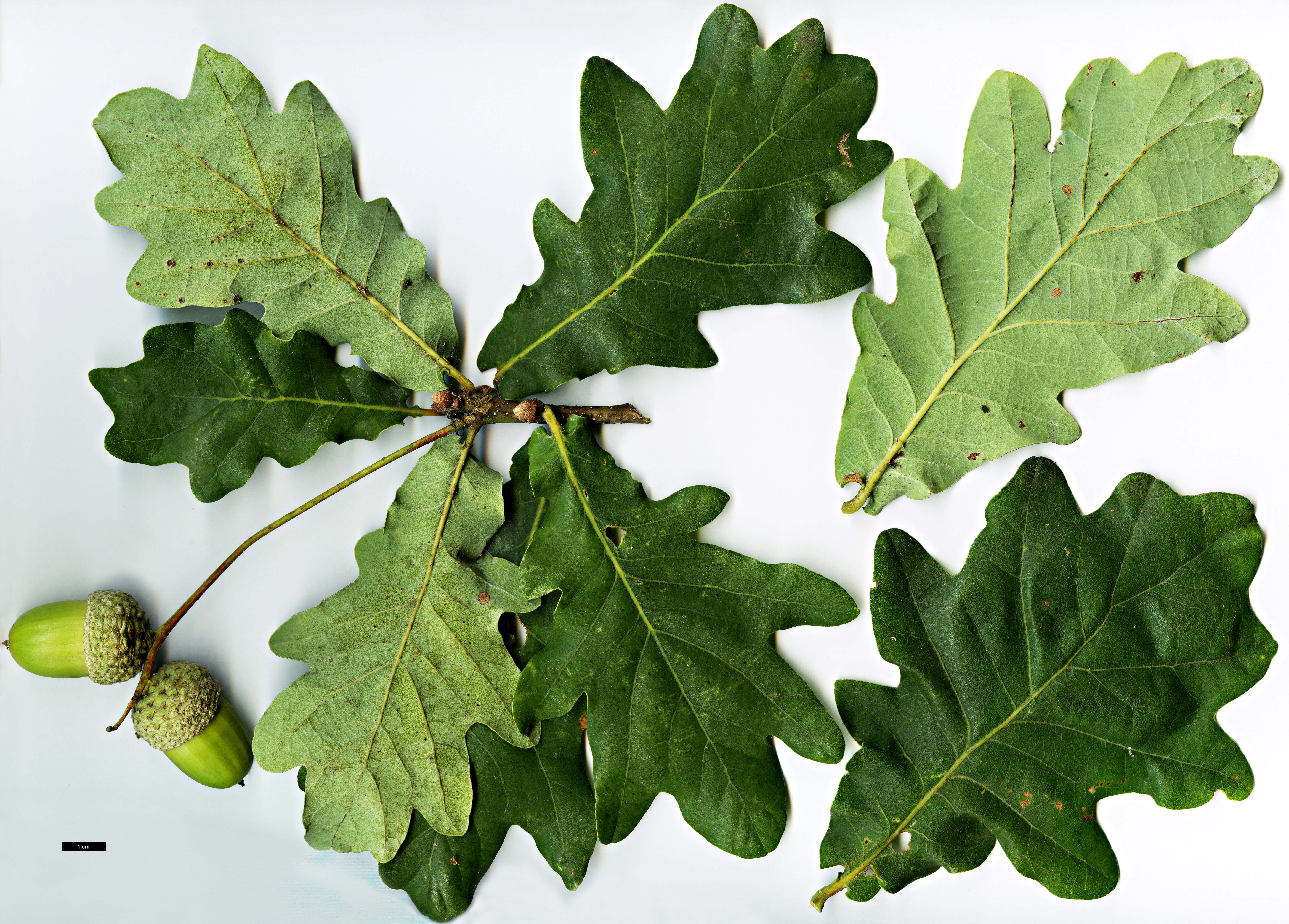 High resolution image: Family: Fagaceae - Genus: Quercus - Taxon: robur - SpeciesSub: 'Granbyana'