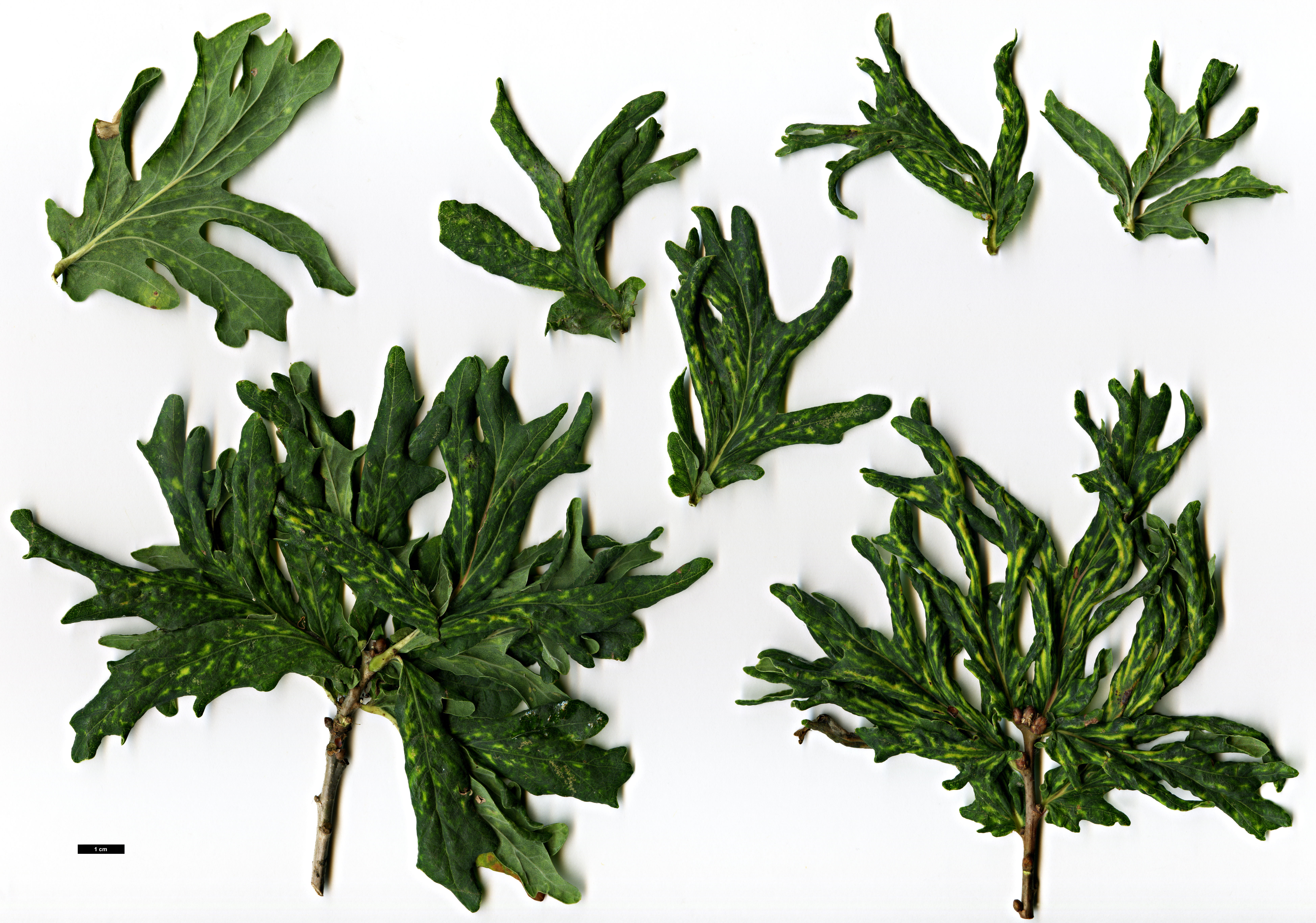 High resolution image: Family: Fagaceae - Genus: Quercus - Taxon: robur - SpeciesSub: 'Irtha'