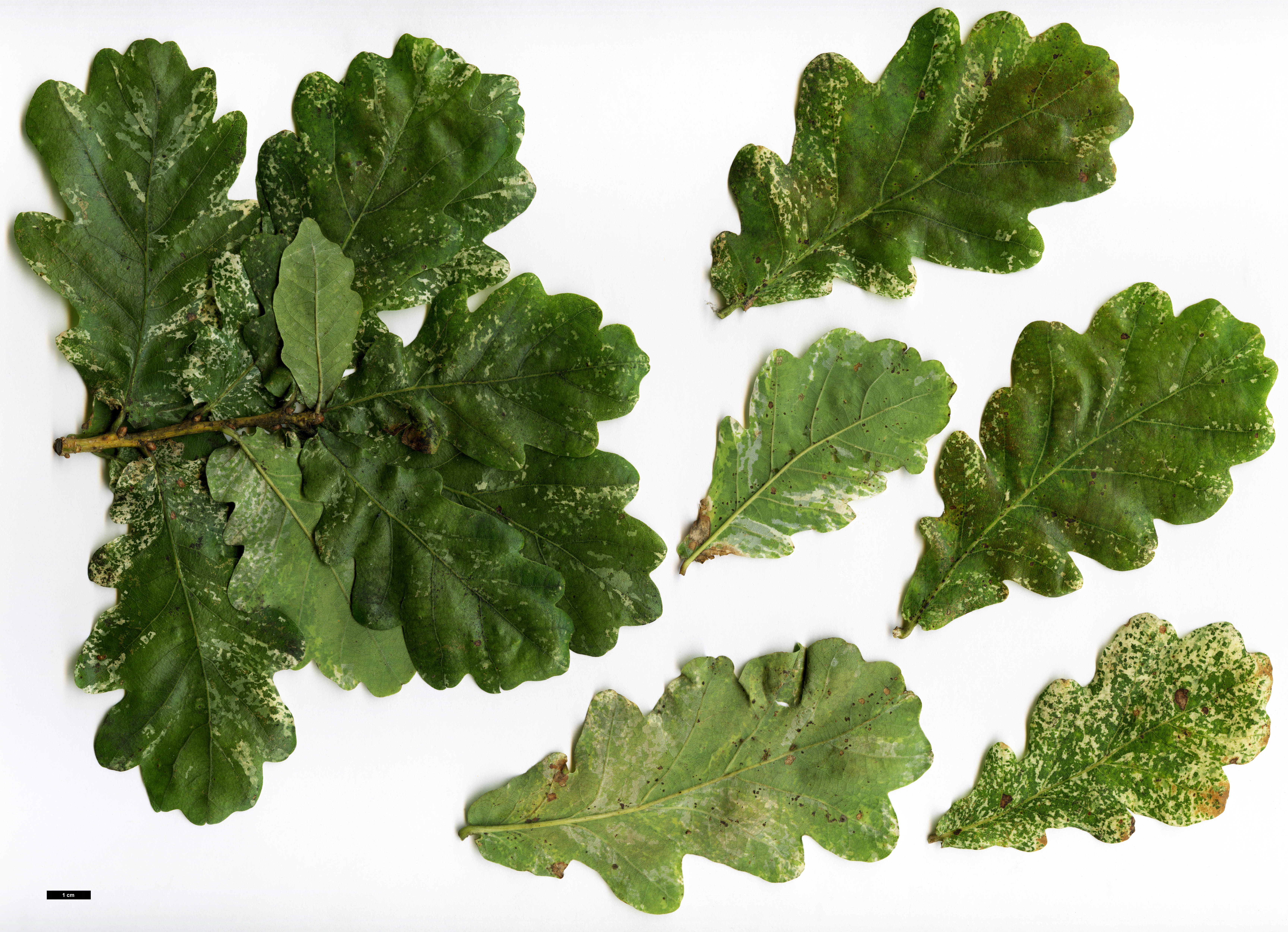 High resolution image: Family: Fagaceae - Genus: Quercus - Taxon: robur - SpeciesSub: 'Latimaculata'