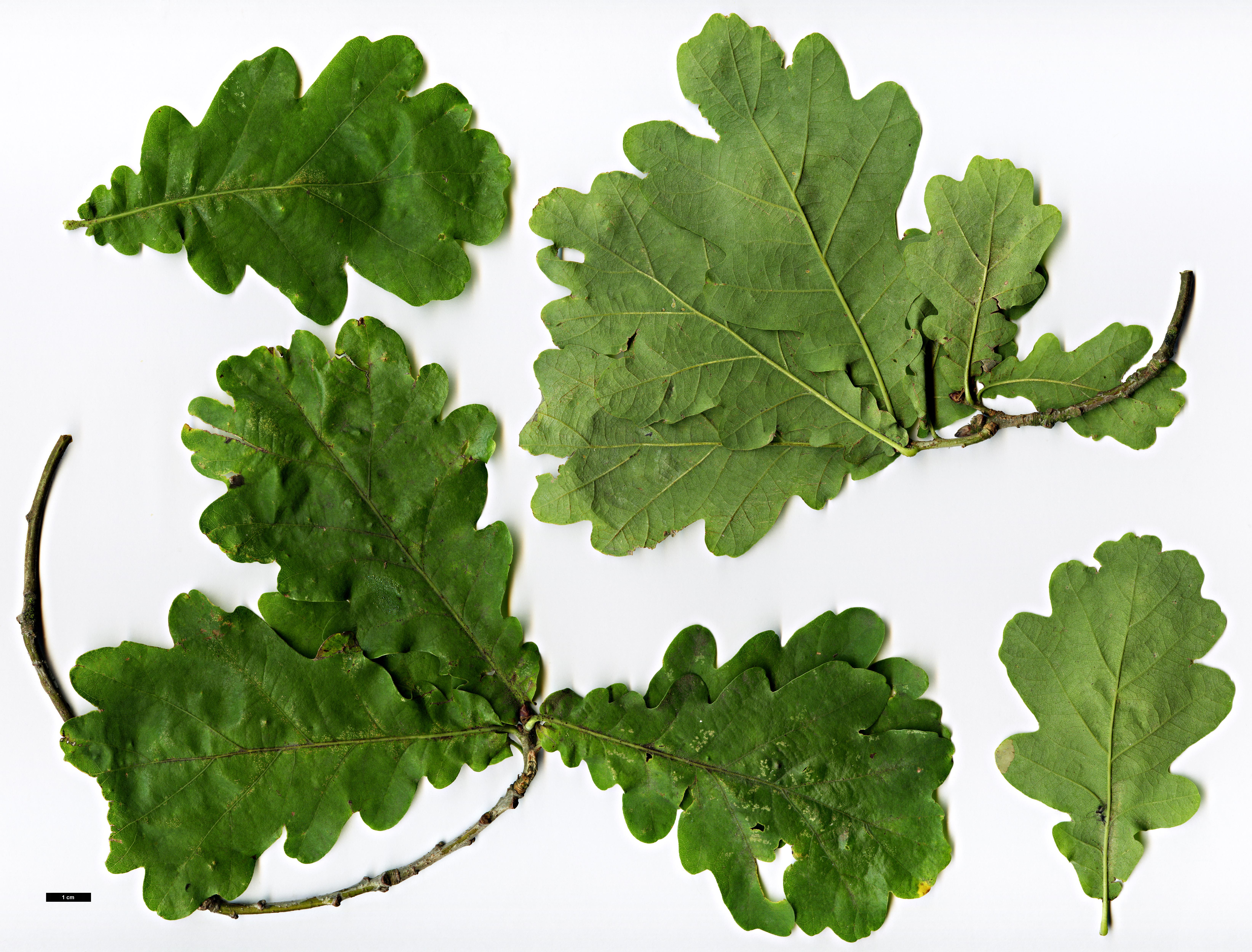 High resolution image: Family: Fagaceae - Genus: Quercus - Taxon: robur - SpeciesSub: 'Tortuosa'