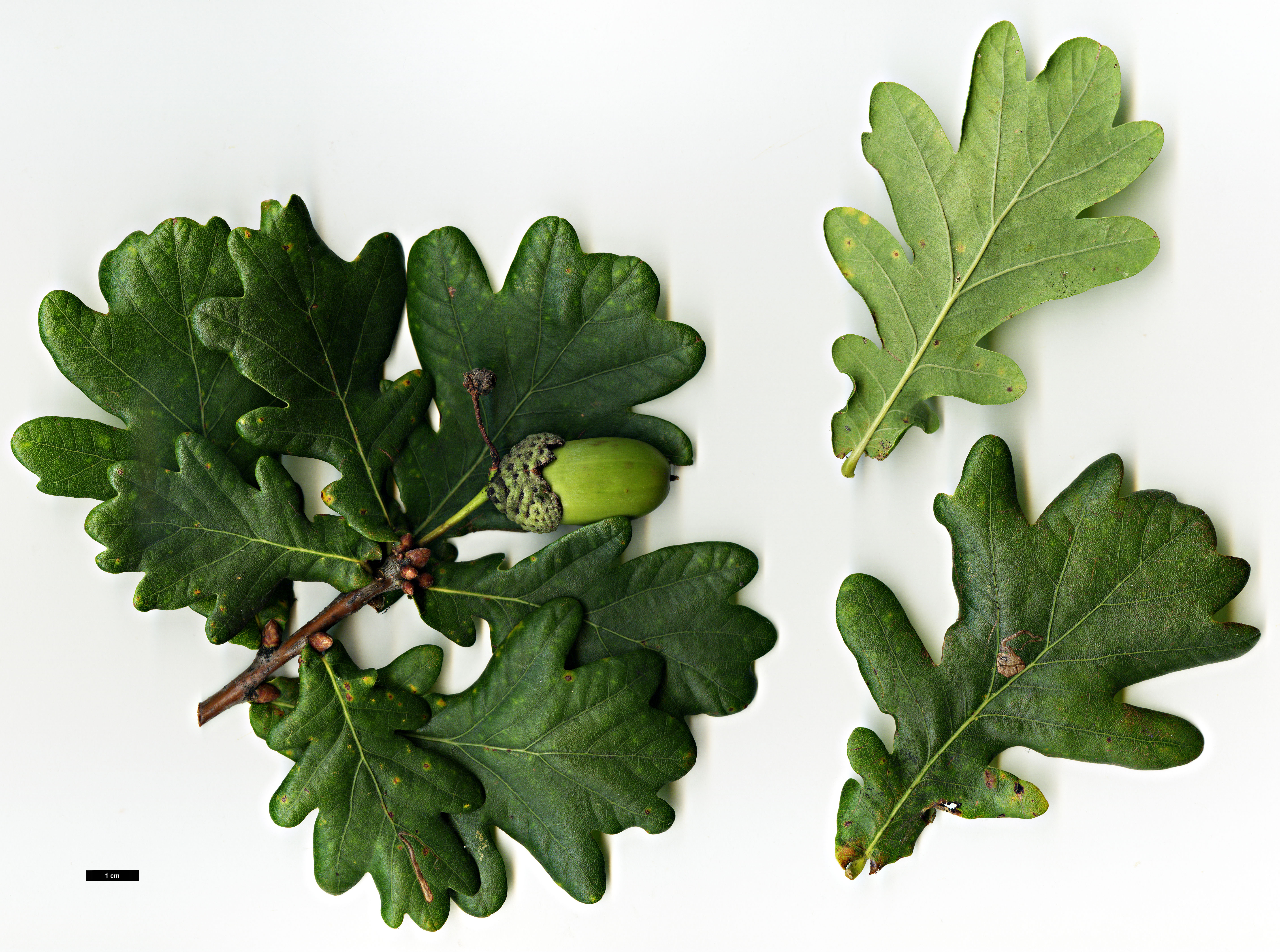 High resolution image: Family: Fagaceae - Genus: Quercus - Taxon: robur
