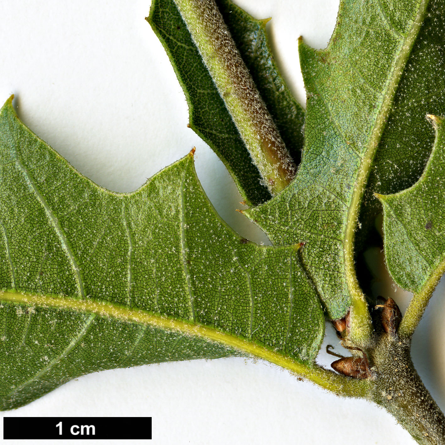 High resolution image: Family: Fagaceae - Genus: Quercus - Taxon: robusta