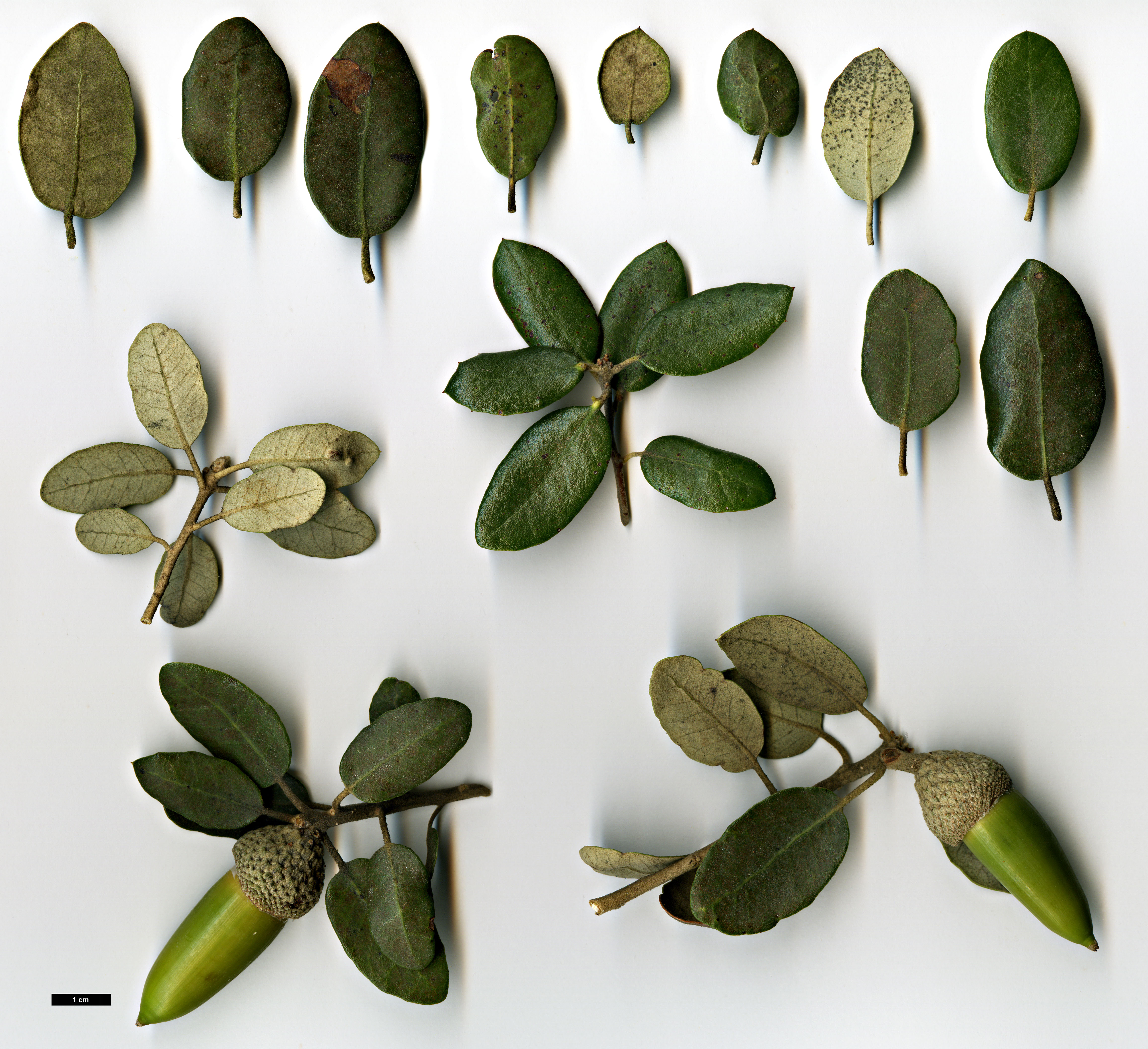High resolution image: Family: Fagaceae - Genus: Quercus - Taxon: rotundifolia