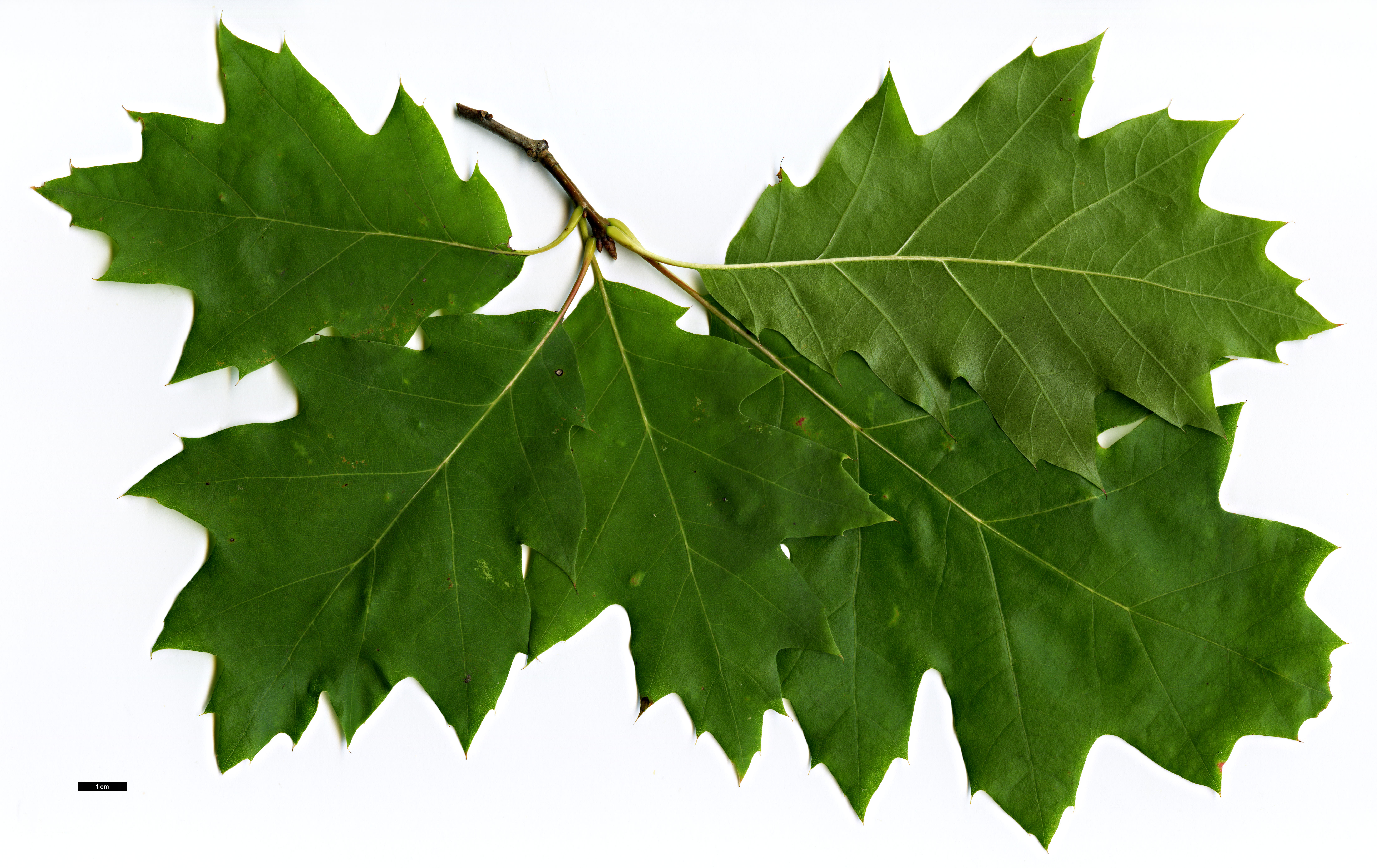 High resolution image: Family: Fagaceae - Genus: Quercus - Taxon: rubra - SpeciesSub: 'Compacta'