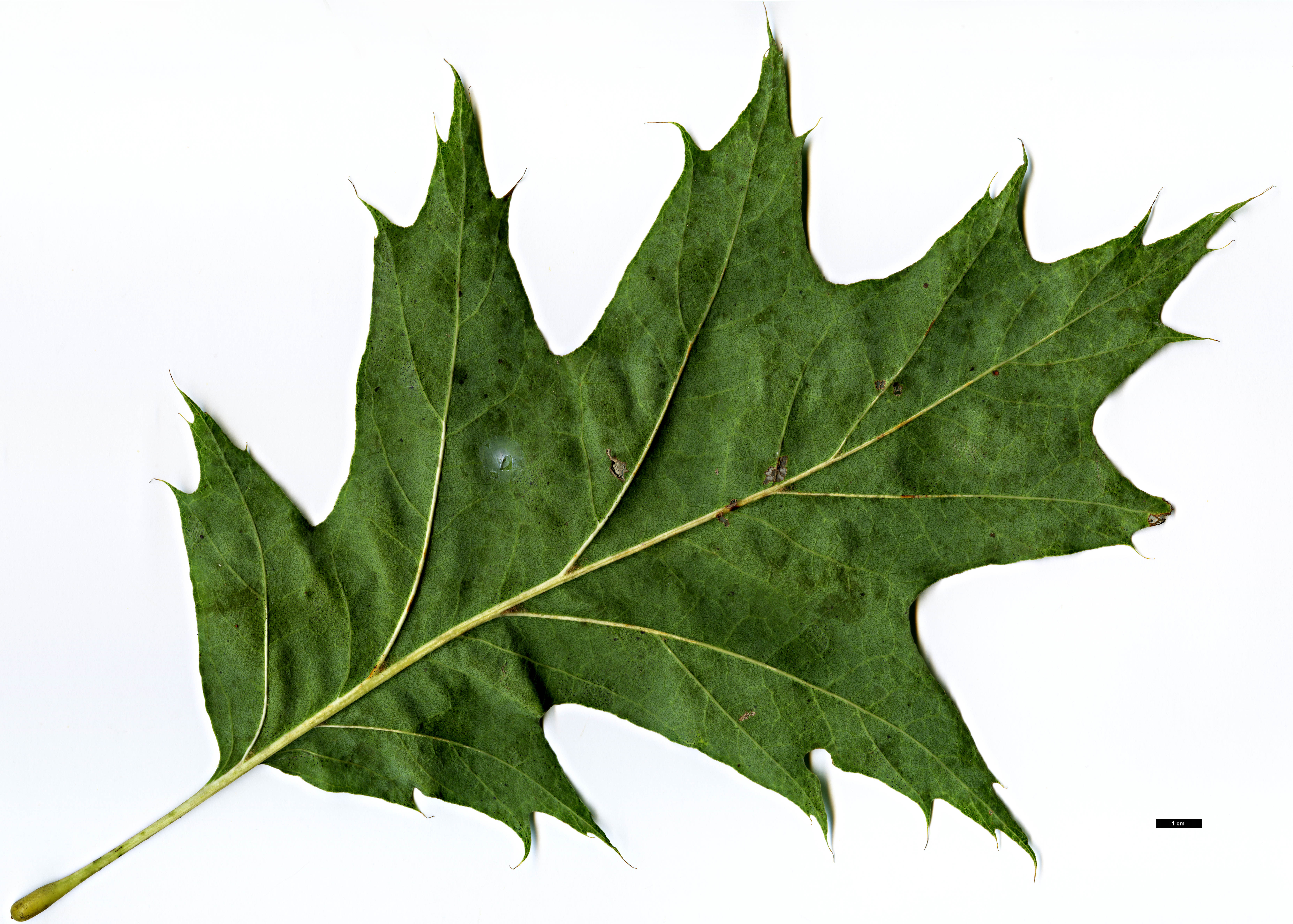 High resolution image: Family: Fagaceae - Genus: Quercus - Taxon: rubra - SpeciesSub: 'Cyrille'