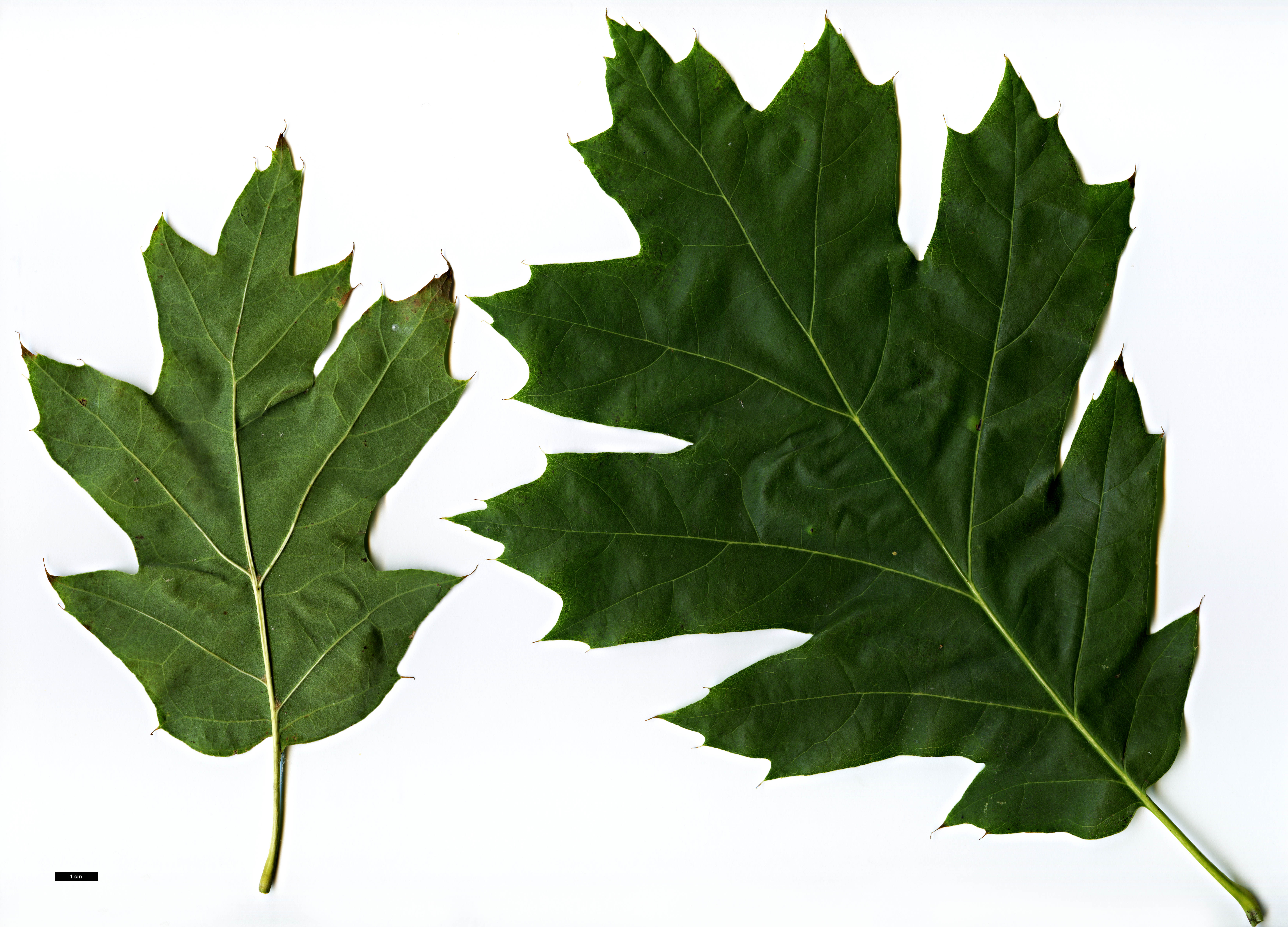 High resolution image: Family: Fagaceae - Genus: Quercus - Taxon: rubra - SpeciesSub: 'Schrefeldii'