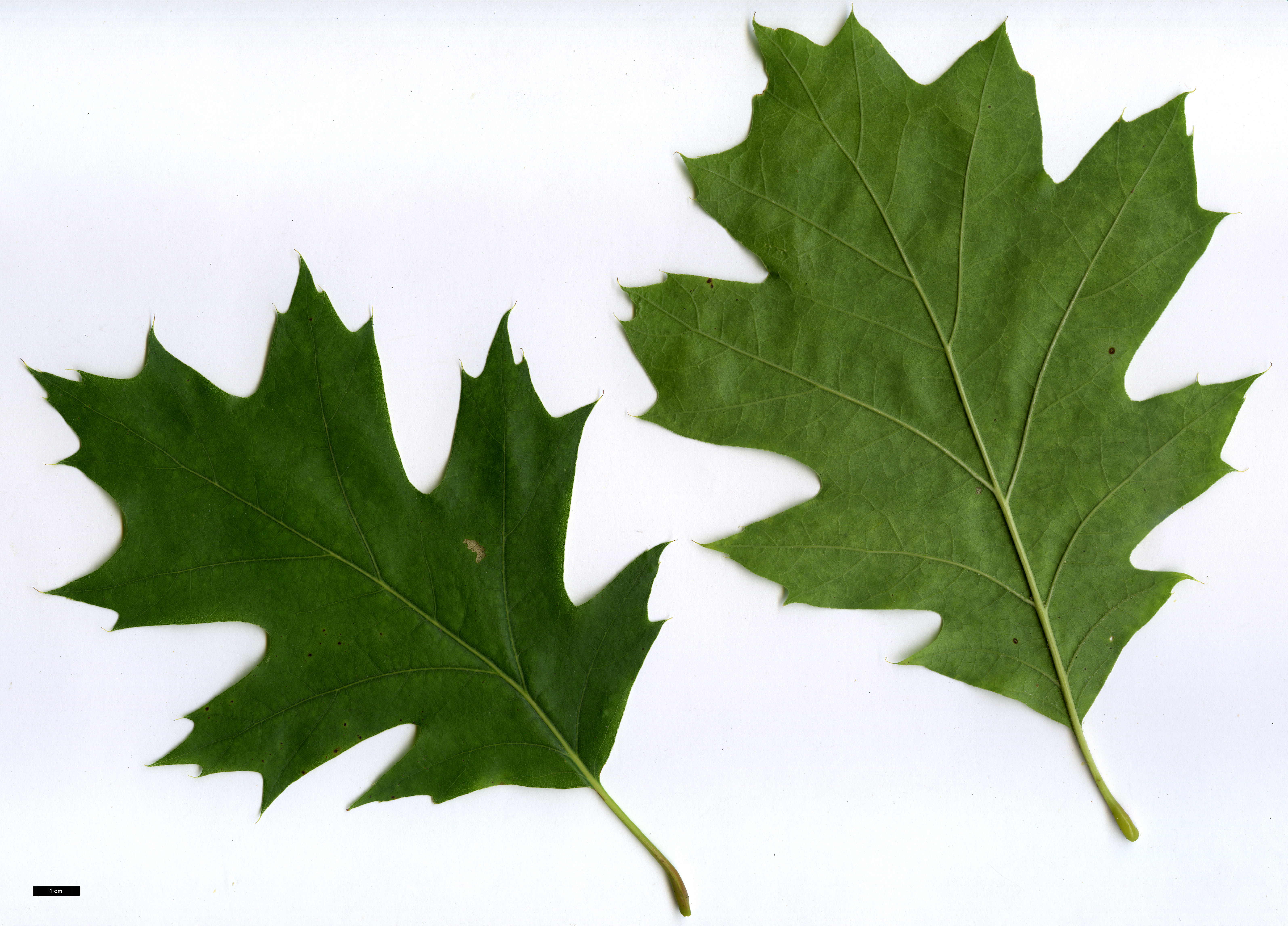 High resolution image: Family: Fagaceae - Genus: Quercus - Taxon: rubra