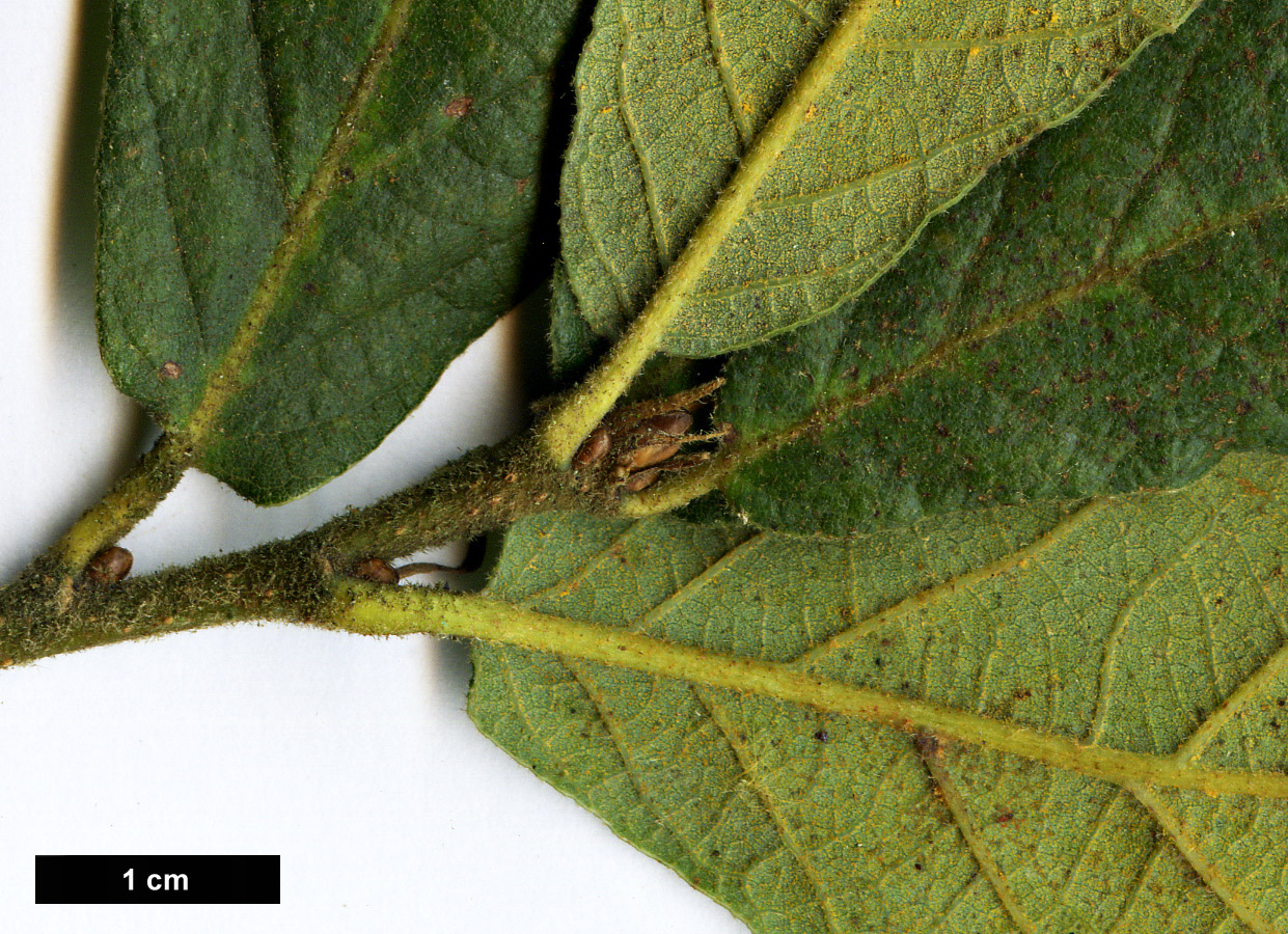 High resolution image: Family: Fagaceae - Genus: Quercus - Taxon: rugosa