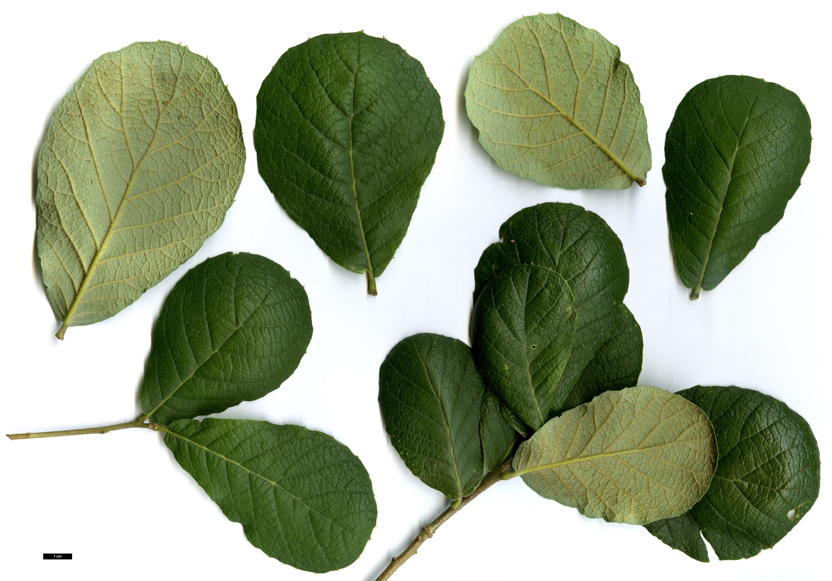 High resolution image: Family: Fagaceae - Genus: Quercus - Taxon: rugosa