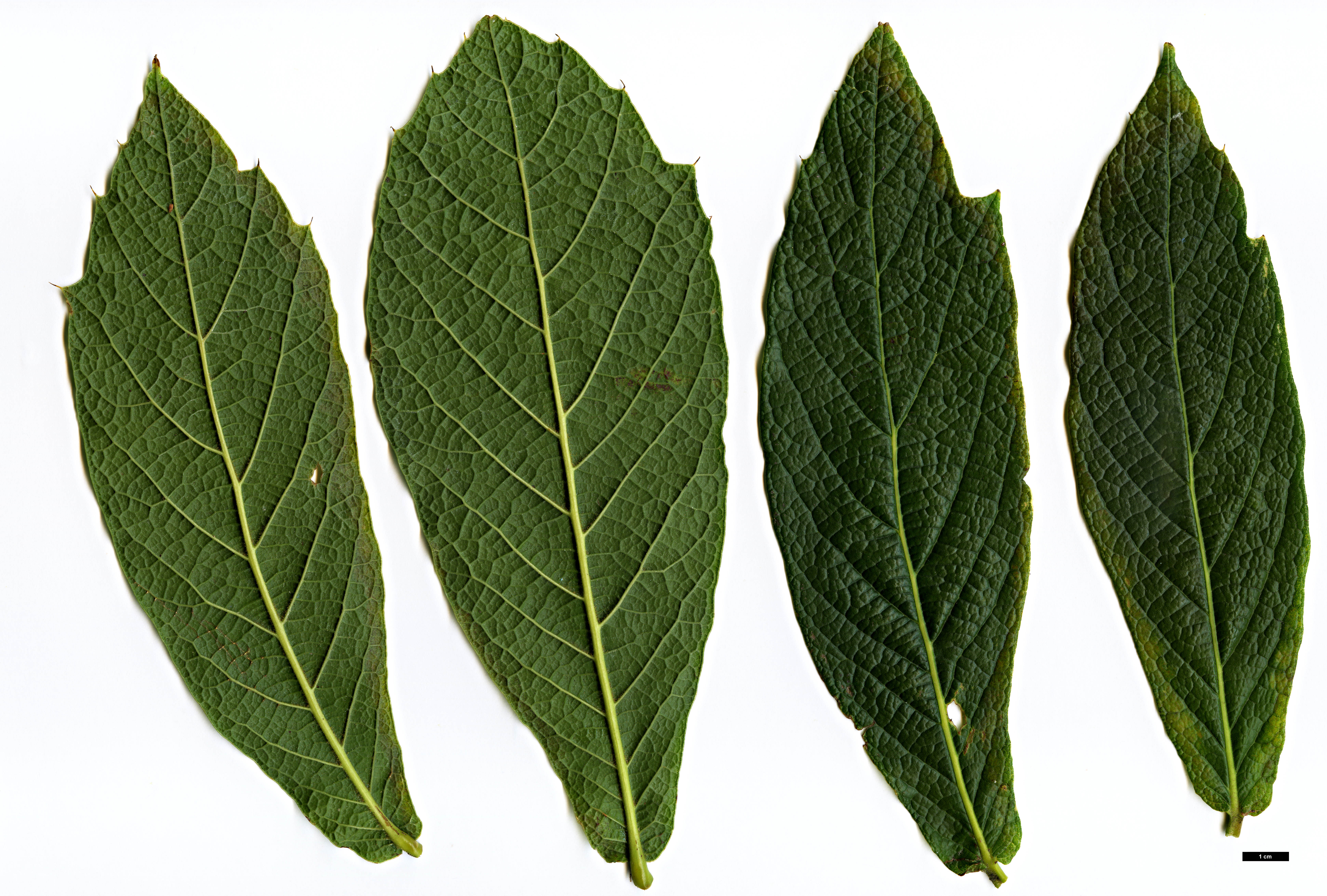 High resolution image: Family: Fagaceae - Genus: Quercus - Taxon: rysophylla