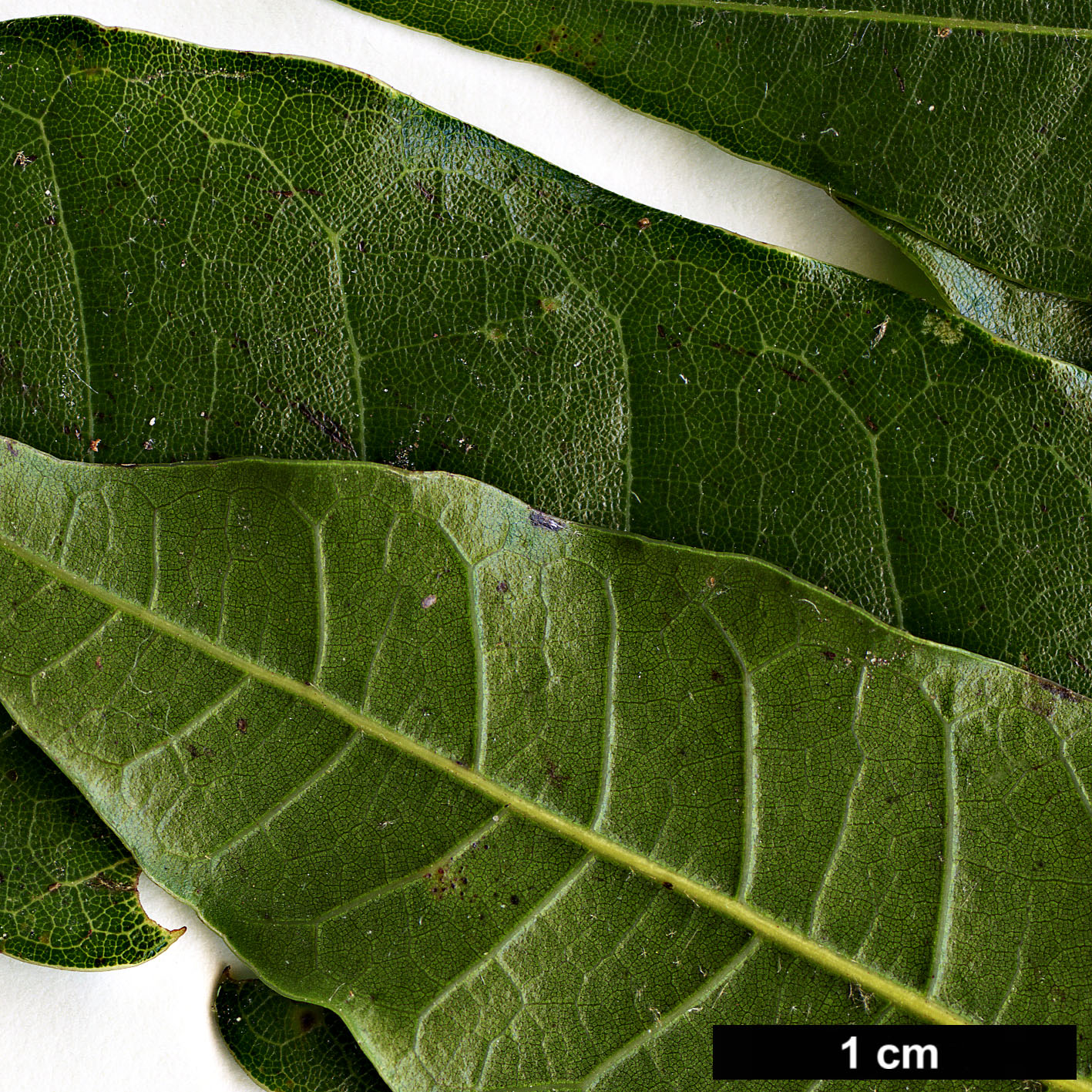 High resolution image: Family: Fagaceae - Genus: Quercus - Taxon: salicifolia