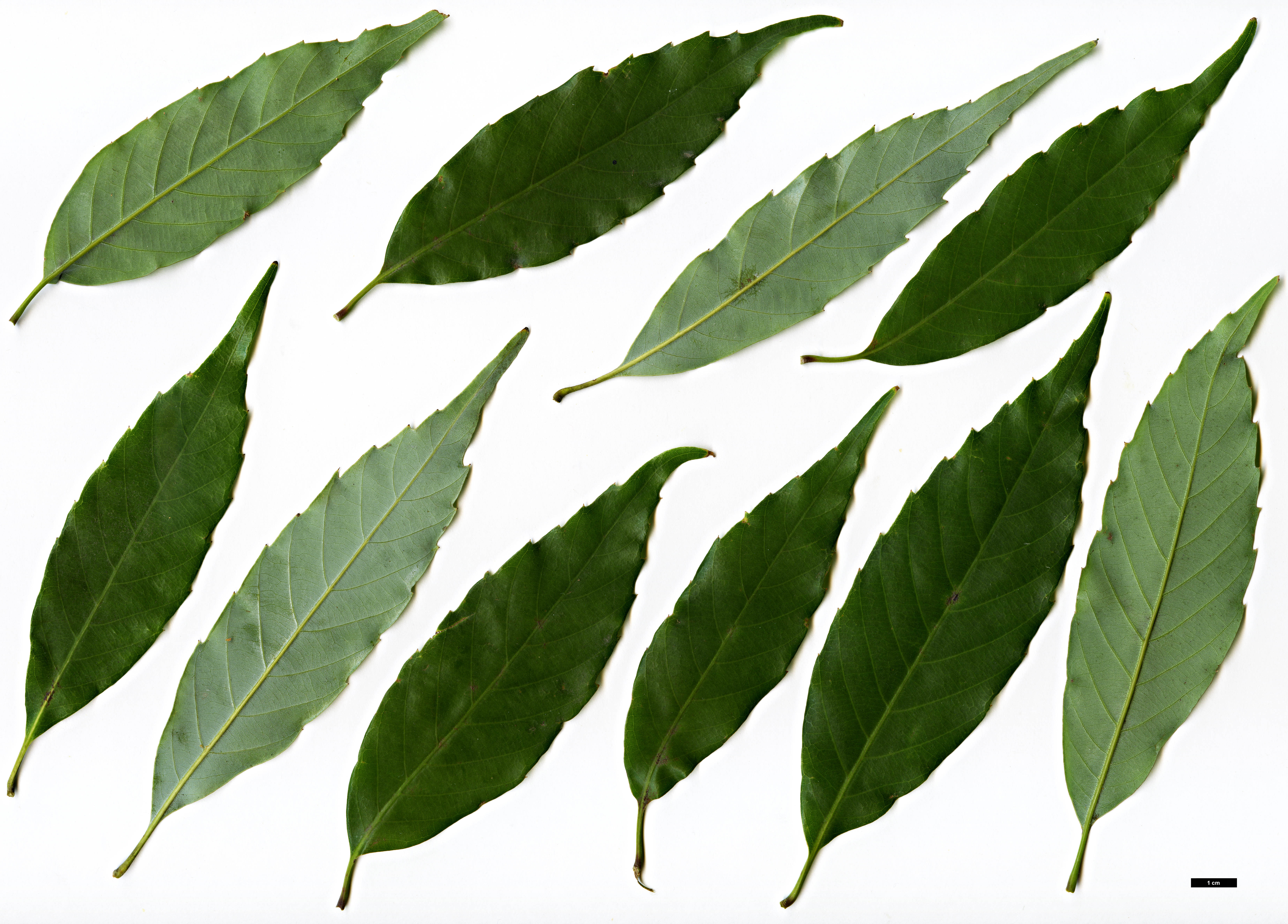 High resolution image: Family: Fagaceae - Genus: Quercus - Taxon: salicina