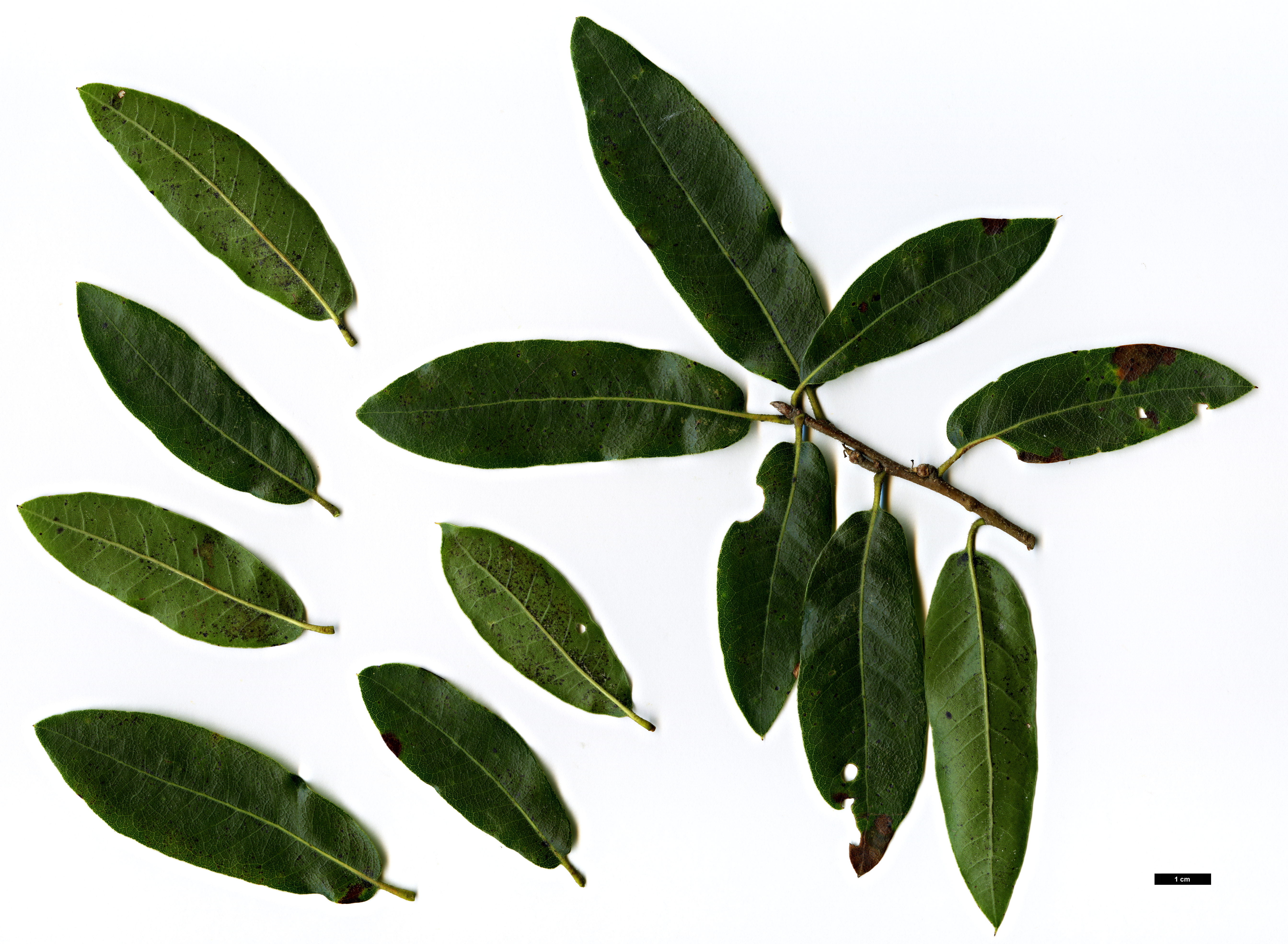 High resolution image: Family: Fagaceae - Genus: Quercus - Taxon: saltillensis
