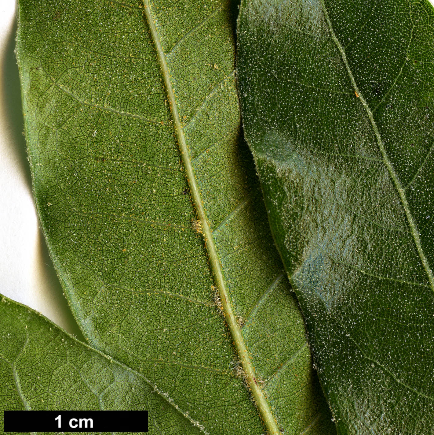 High resolution image: Family: Fagaceae - Genus: Quercus - Taxon: sapotifolia