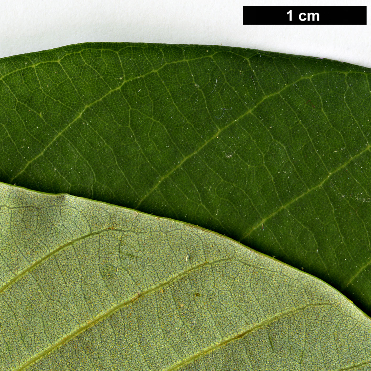 High resolution image: Family: Fagaceae - Genus: Quercus - Taxon: saravanensis