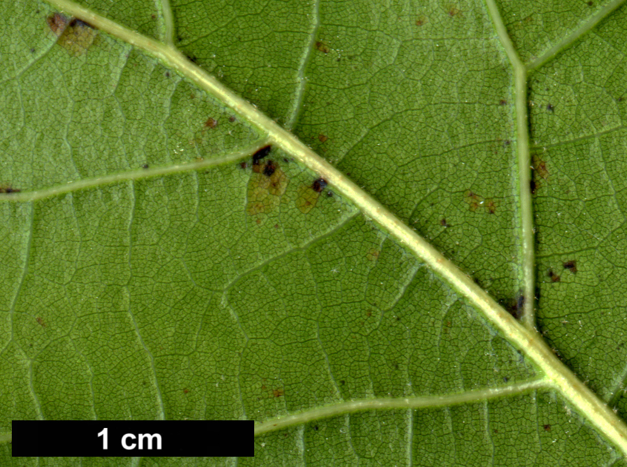 High resolution image: Family: Fagaceae - Genus: Quercus - Taxon: sartorii