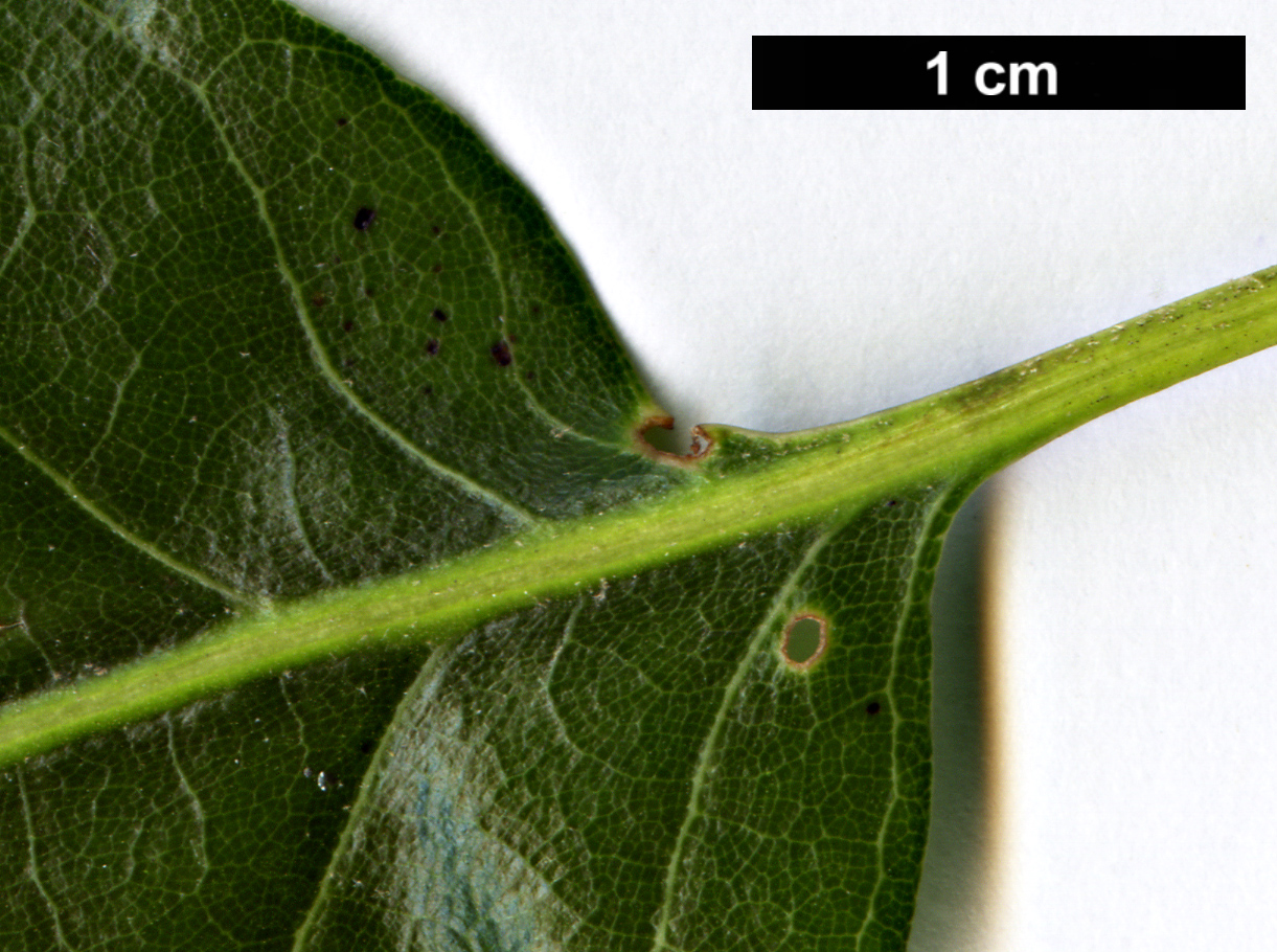 High resolution image: Family: Fagaceae - Genus: Quercus - Taxon: sartorii