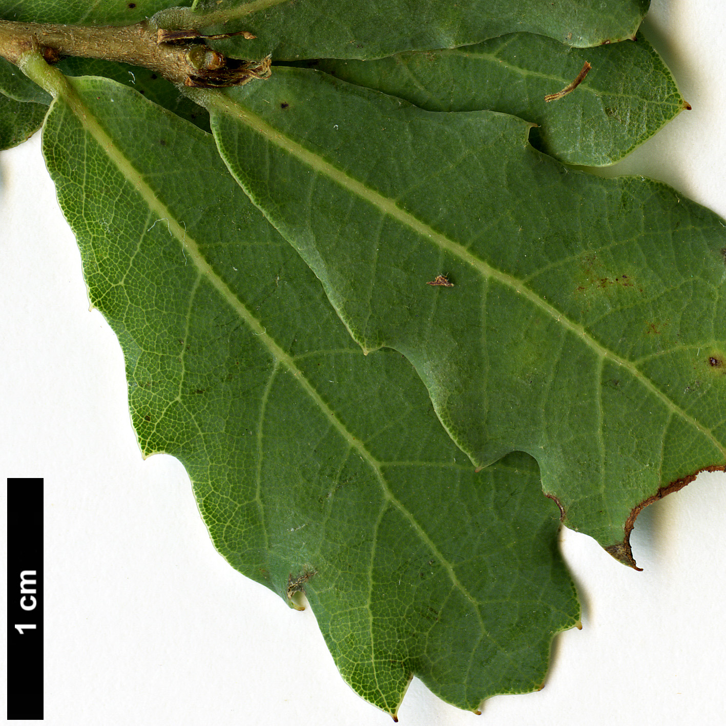 High resolution image: Family: Fagaceae - Genus: Quercus - Taxon: sebifera