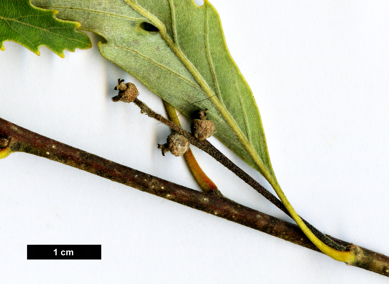 High resolution image: Family: Fagaceae - Genus: Quercus - Taxon: serrata