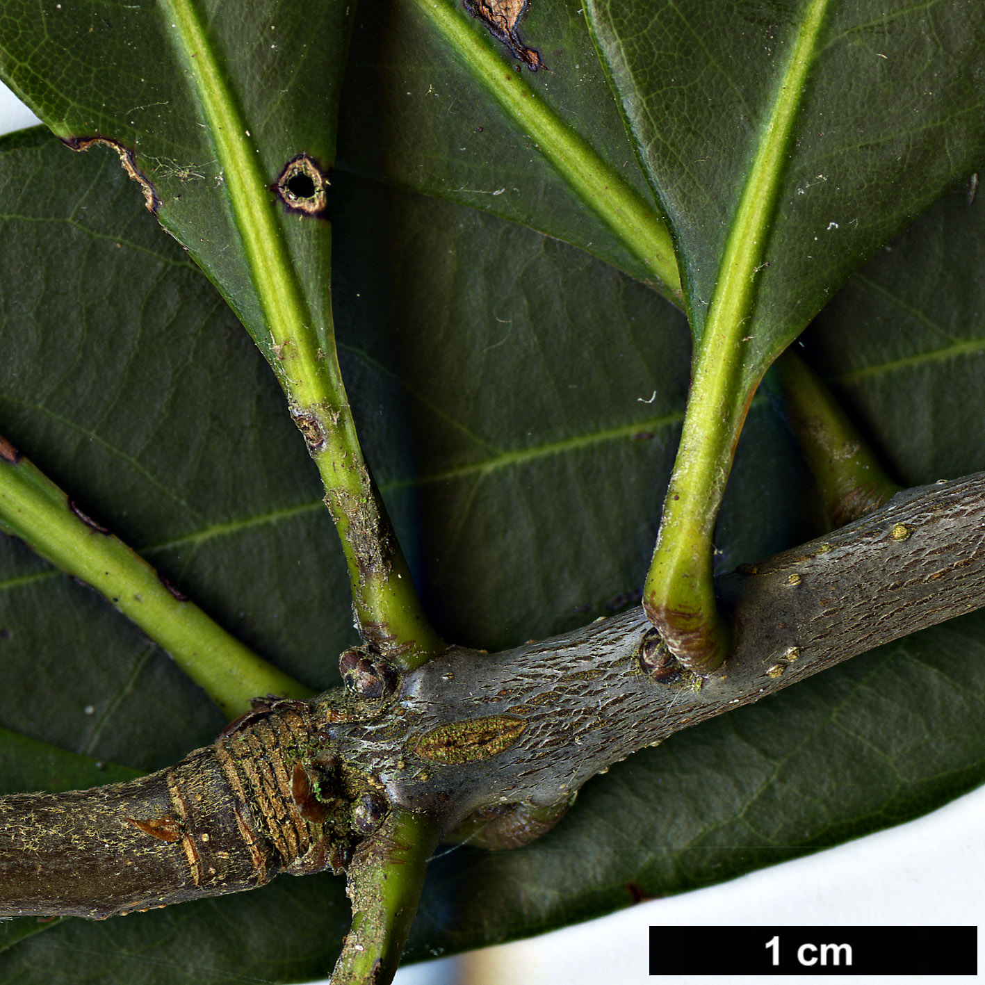 High resolution image: Family: Fagaceae - Genus: Quercus - Taxon: sessilifolia
