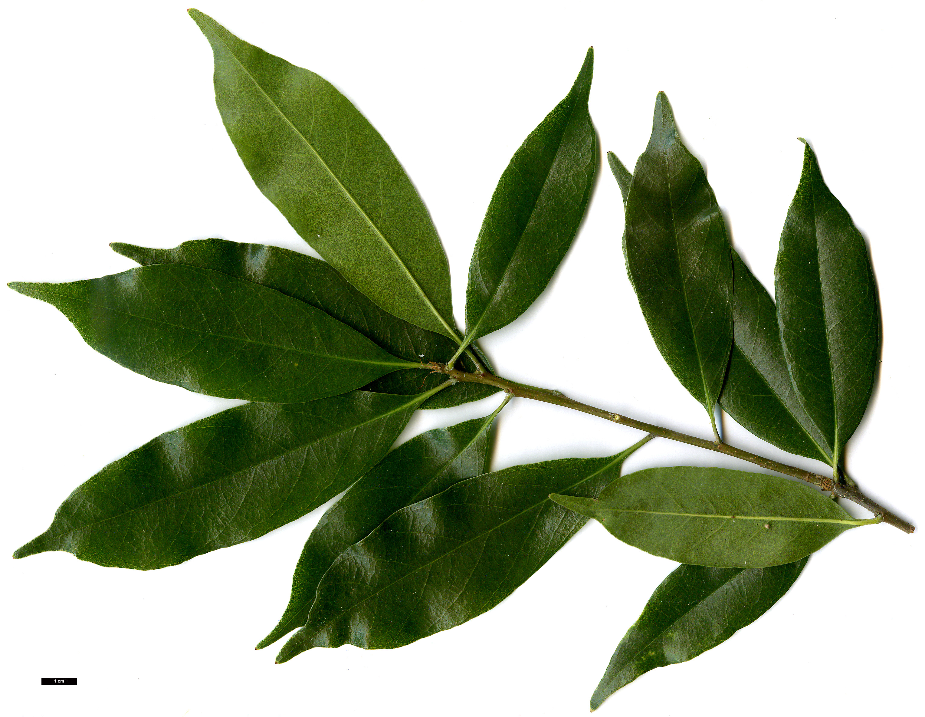 High resolution image: Family: Fagaceae - Genus: Quercus - Taxon: sessilifolia