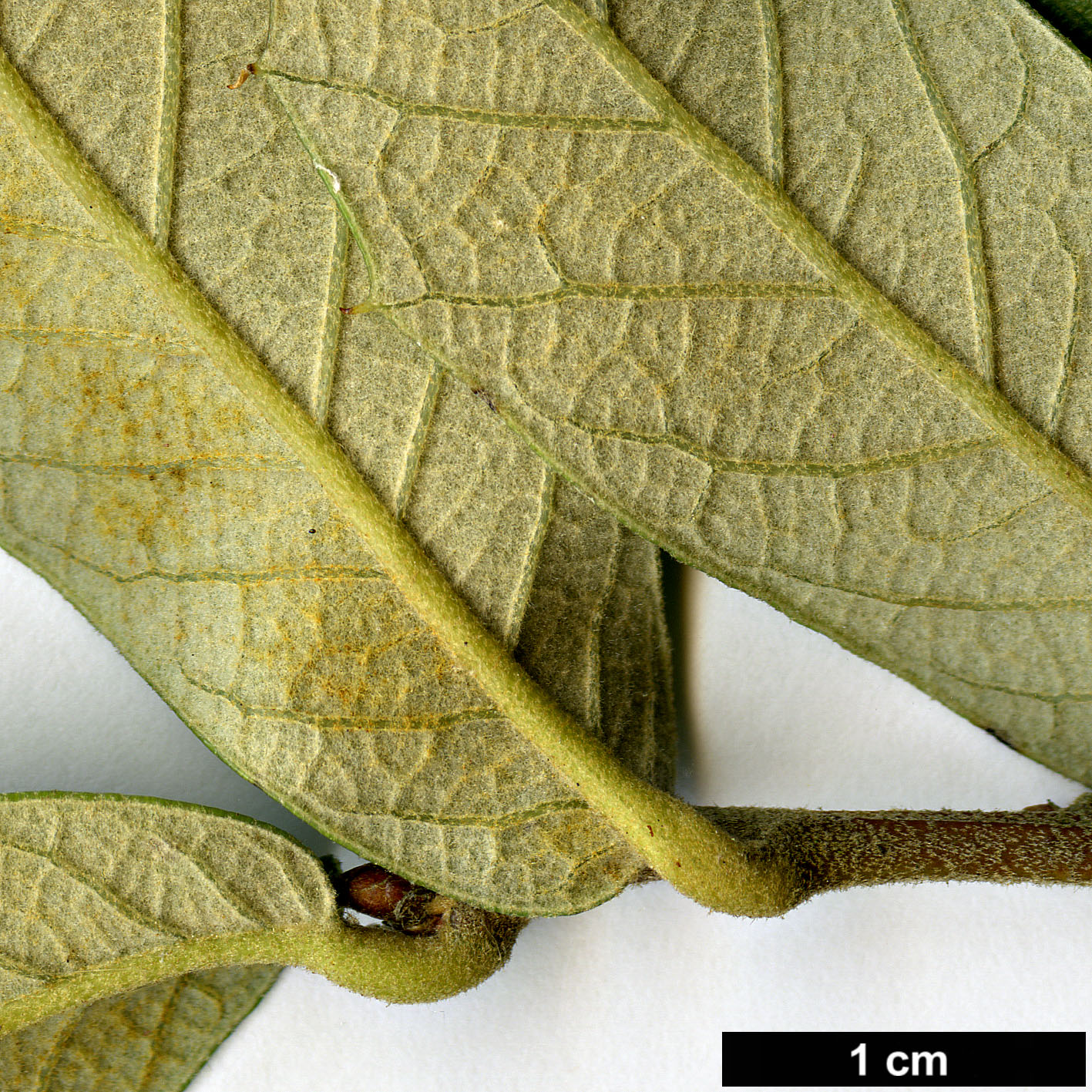High resolution image: Family: Fagaceae - Genus: Quercus - Taxon: sideroxyla