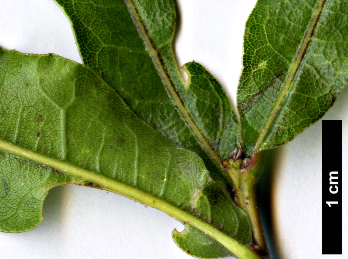 High resolution image: Family: Fagaceae - Genus: Quercus - Taxon: sinuata