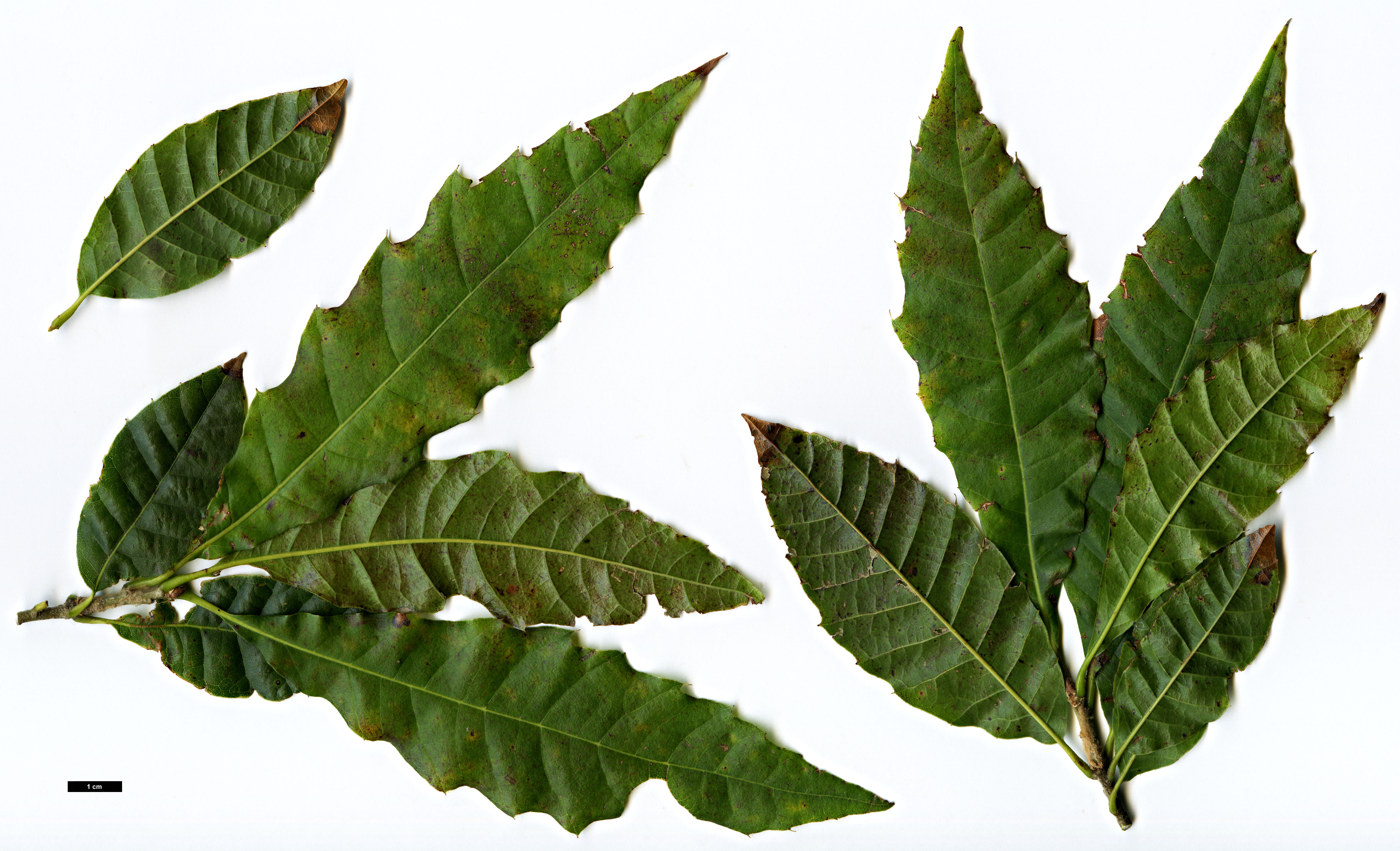 High resolution image: Family: Fagaceae - Genus: Quercus - Taxon: skinneri