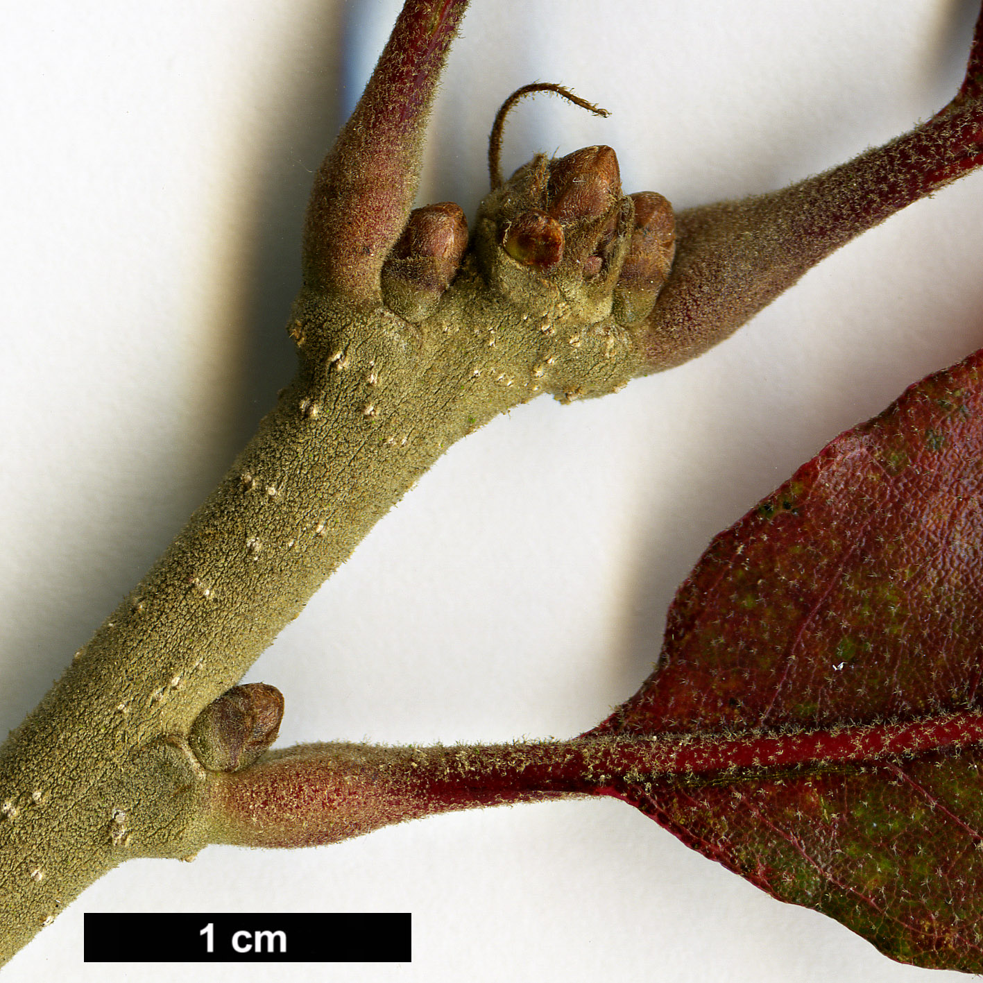 High resolution image: Family: Fagaceae - Genus: Quercus - Taxon: stellata - SpeciesSub: 'Artois'