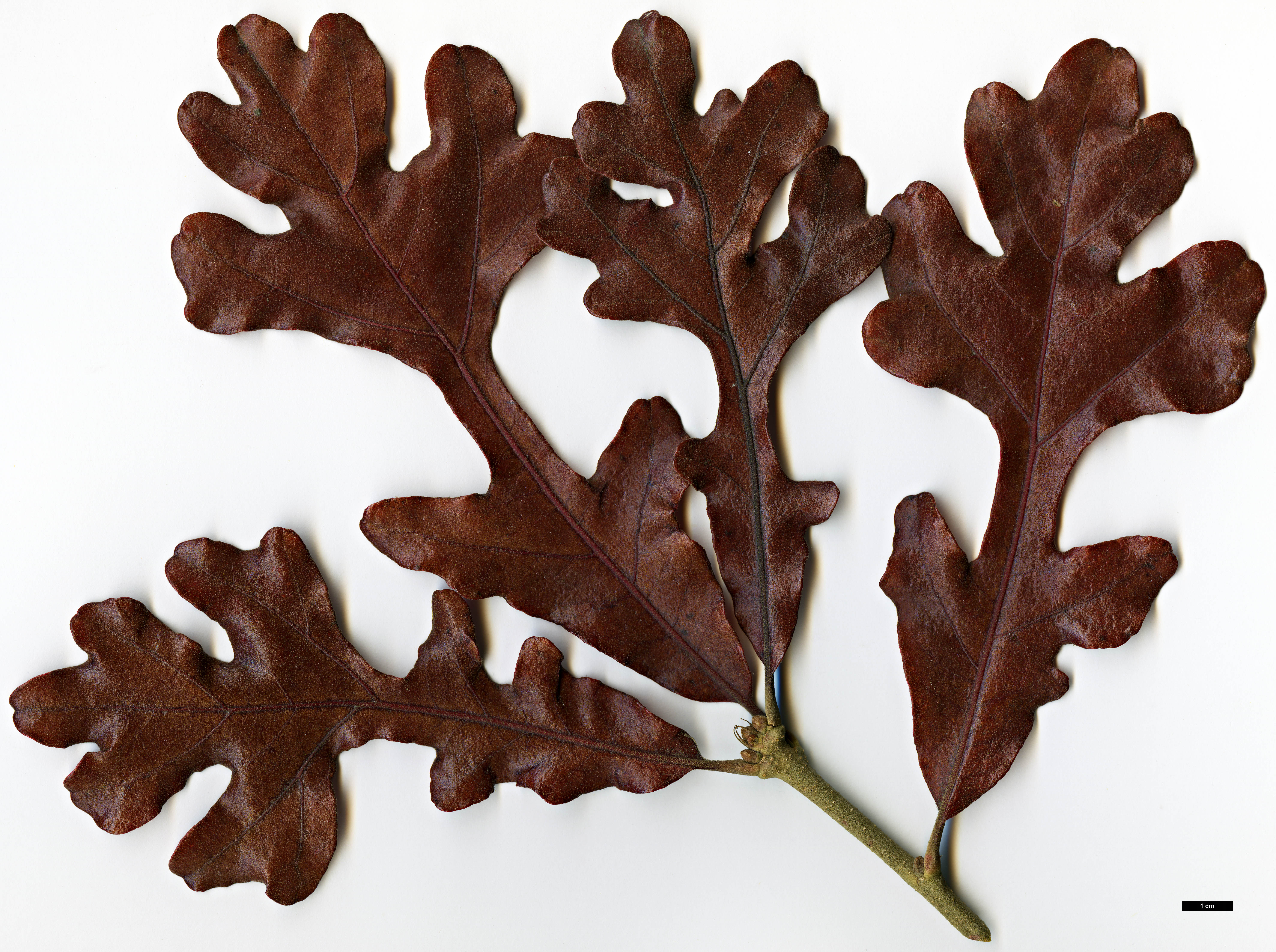 High resolution image: Family: Fagaceae - Genus: Quercus - Taxon: stellata - SpeciesSub: 'Artois'