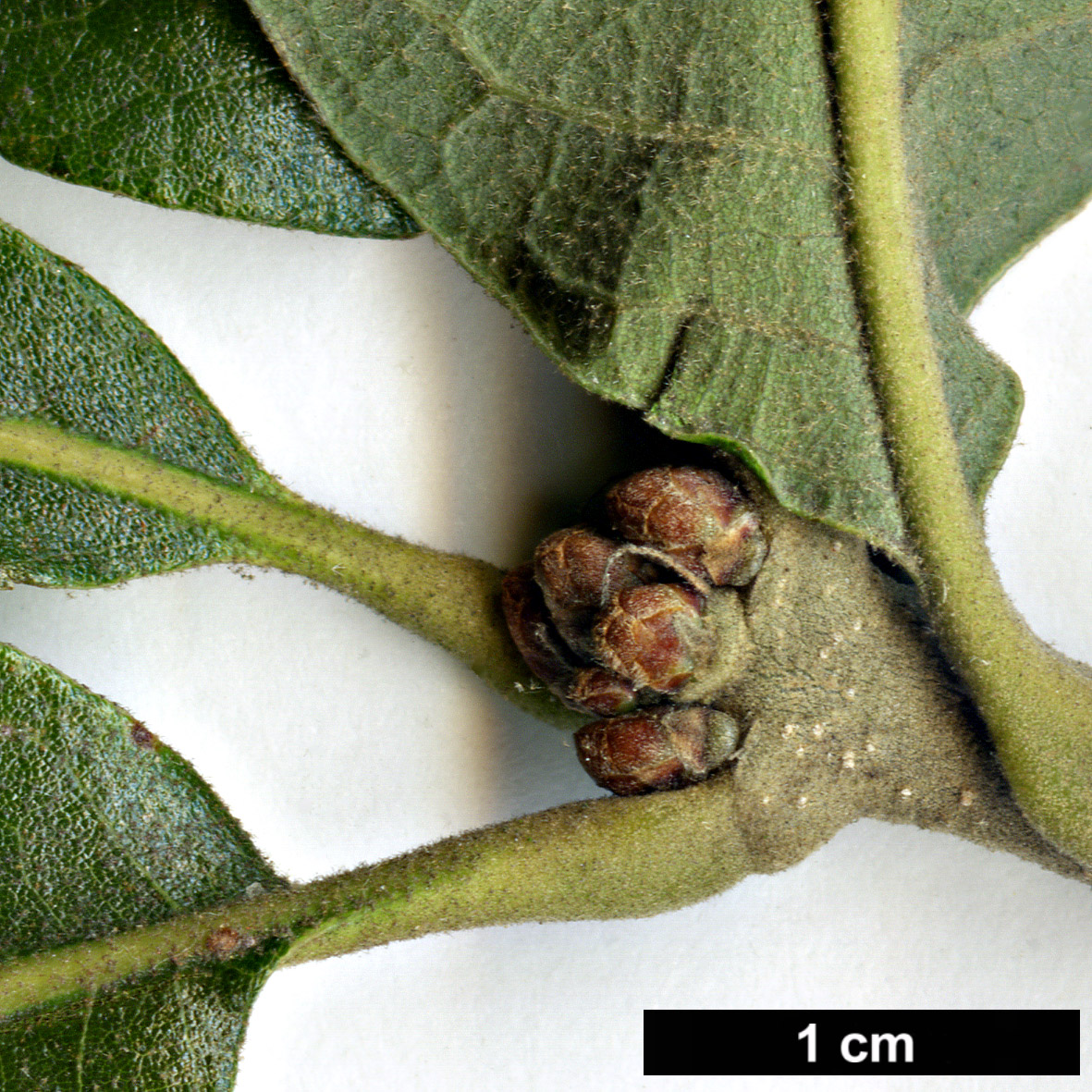 High resolution image: Family: Fagaceae - Genus: Quercus - Taxon: stellata