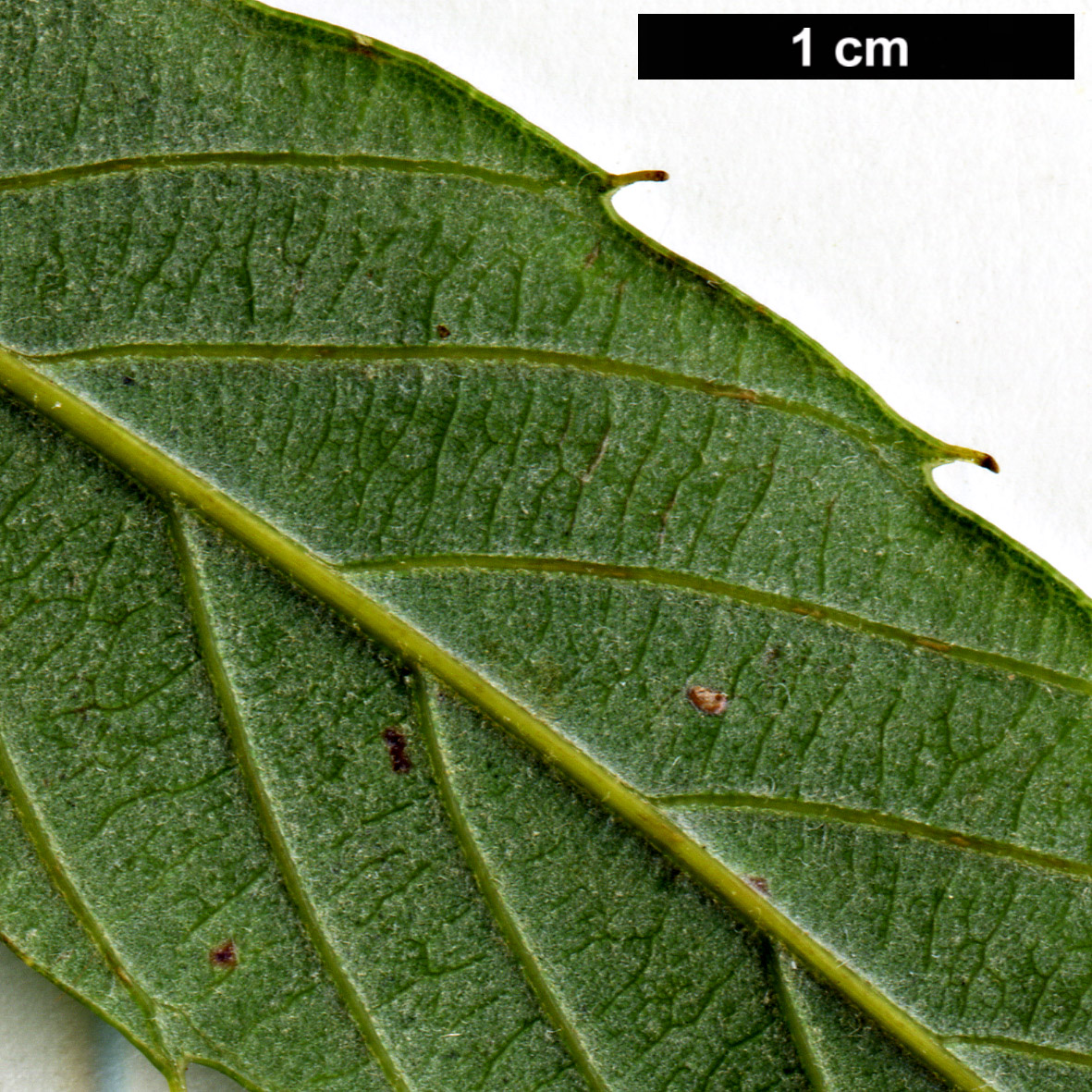 High resolution image: Family: Fagaceae - Genus: Quercus - Taxon: stenophylloides