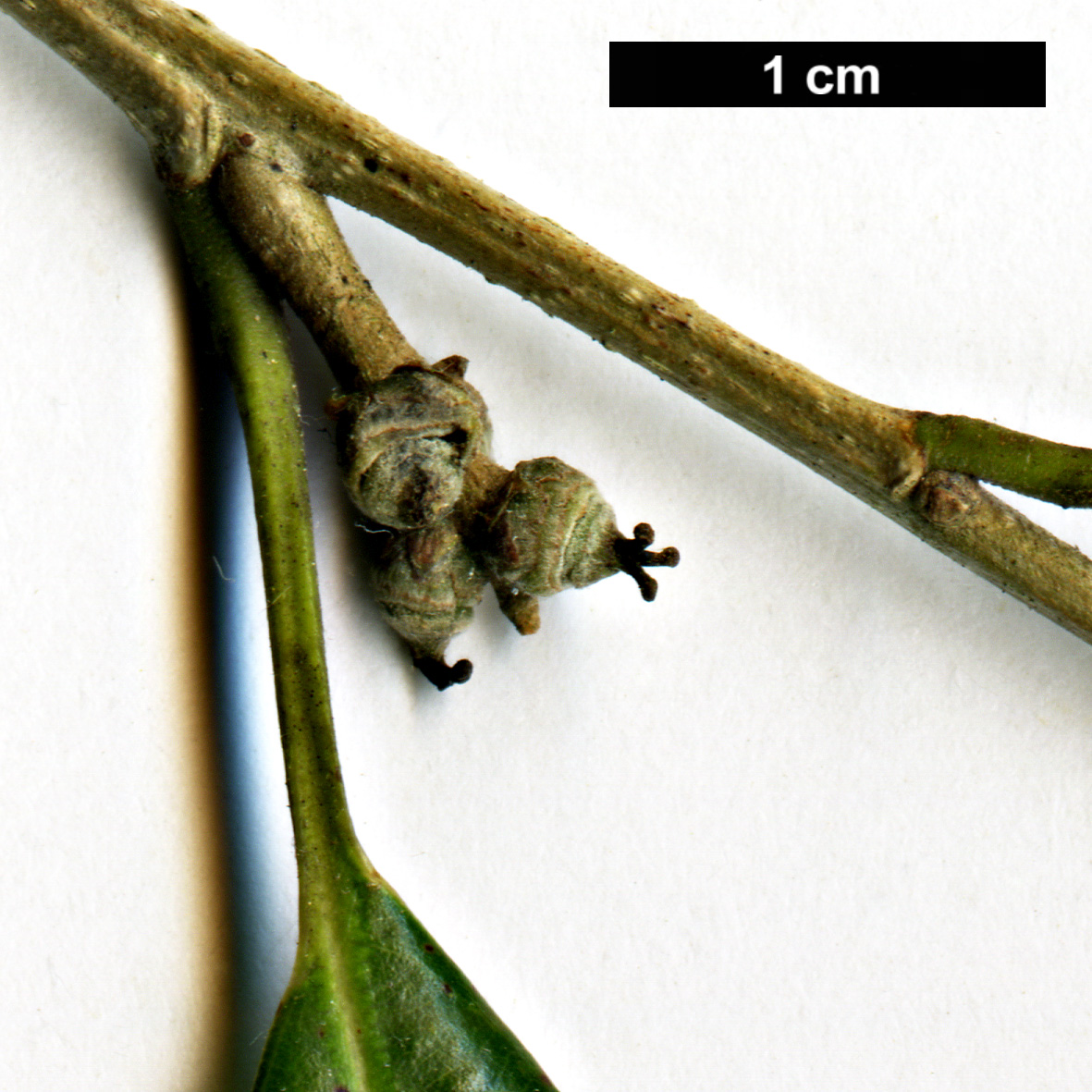 High resolution image: Family: Fagaceae - Genus: Quercus - Taxon: stenophylloides