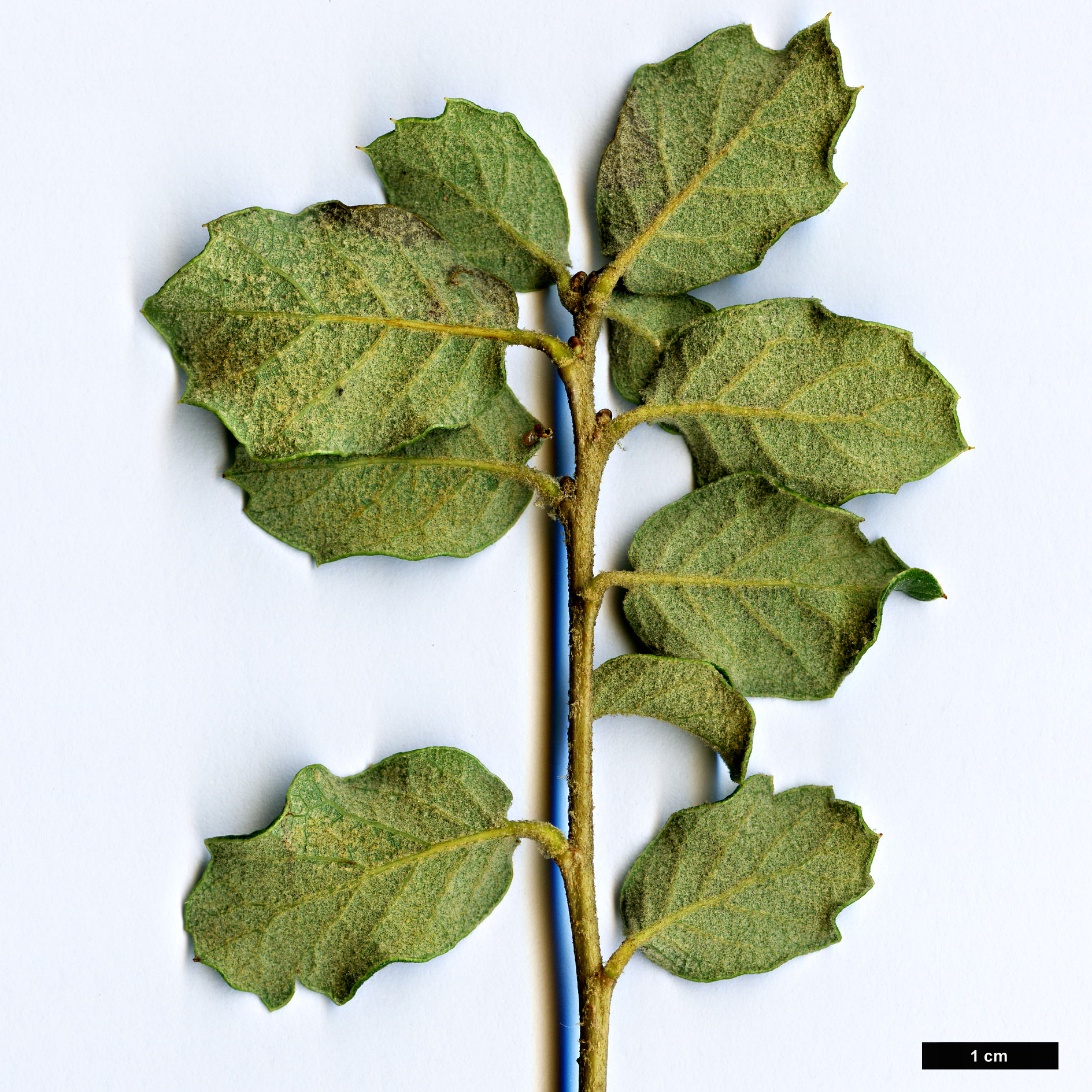 High resolution image: Family: Fagaceae - Genus: Quercus - Taxon: striatula