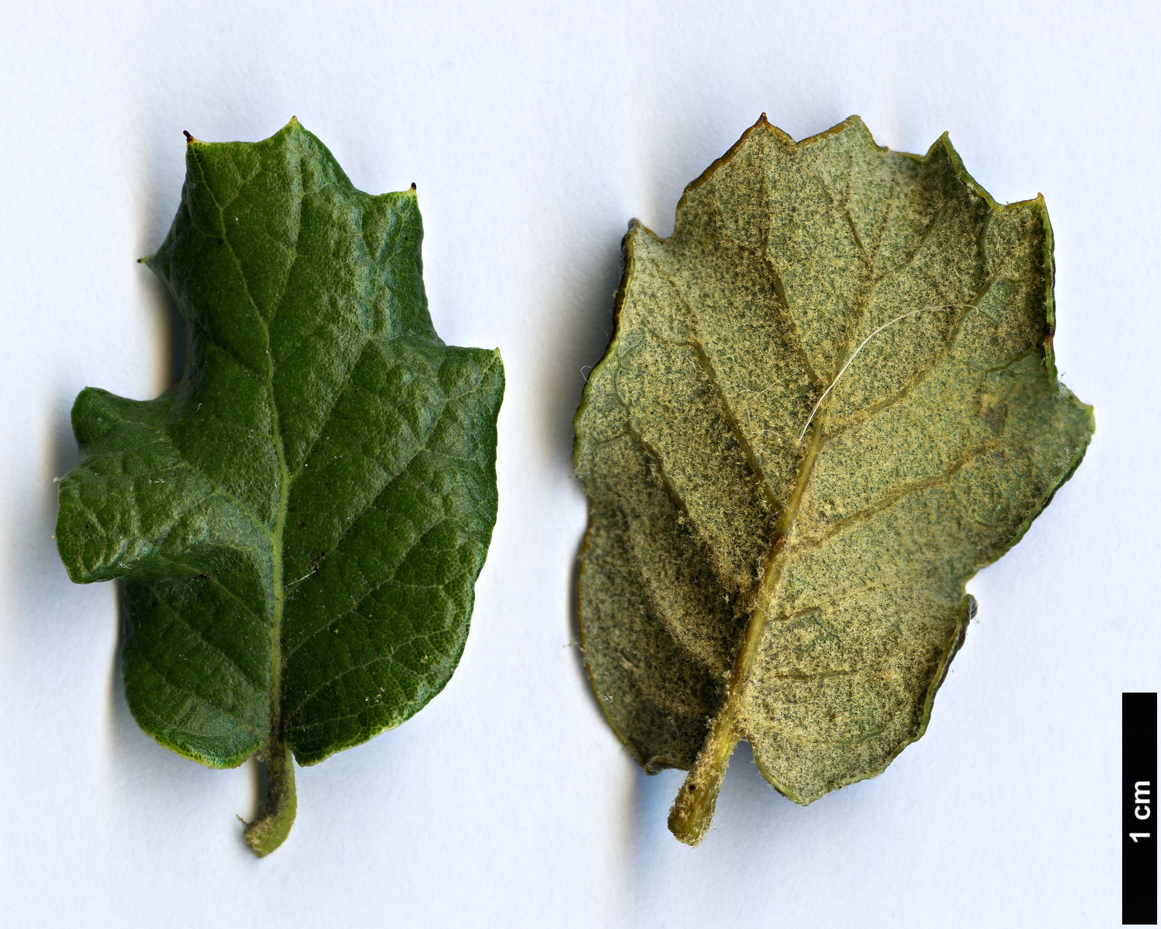 High resolution image: Family: Fagaceae - Genus: Quercus - Taxon: striatula