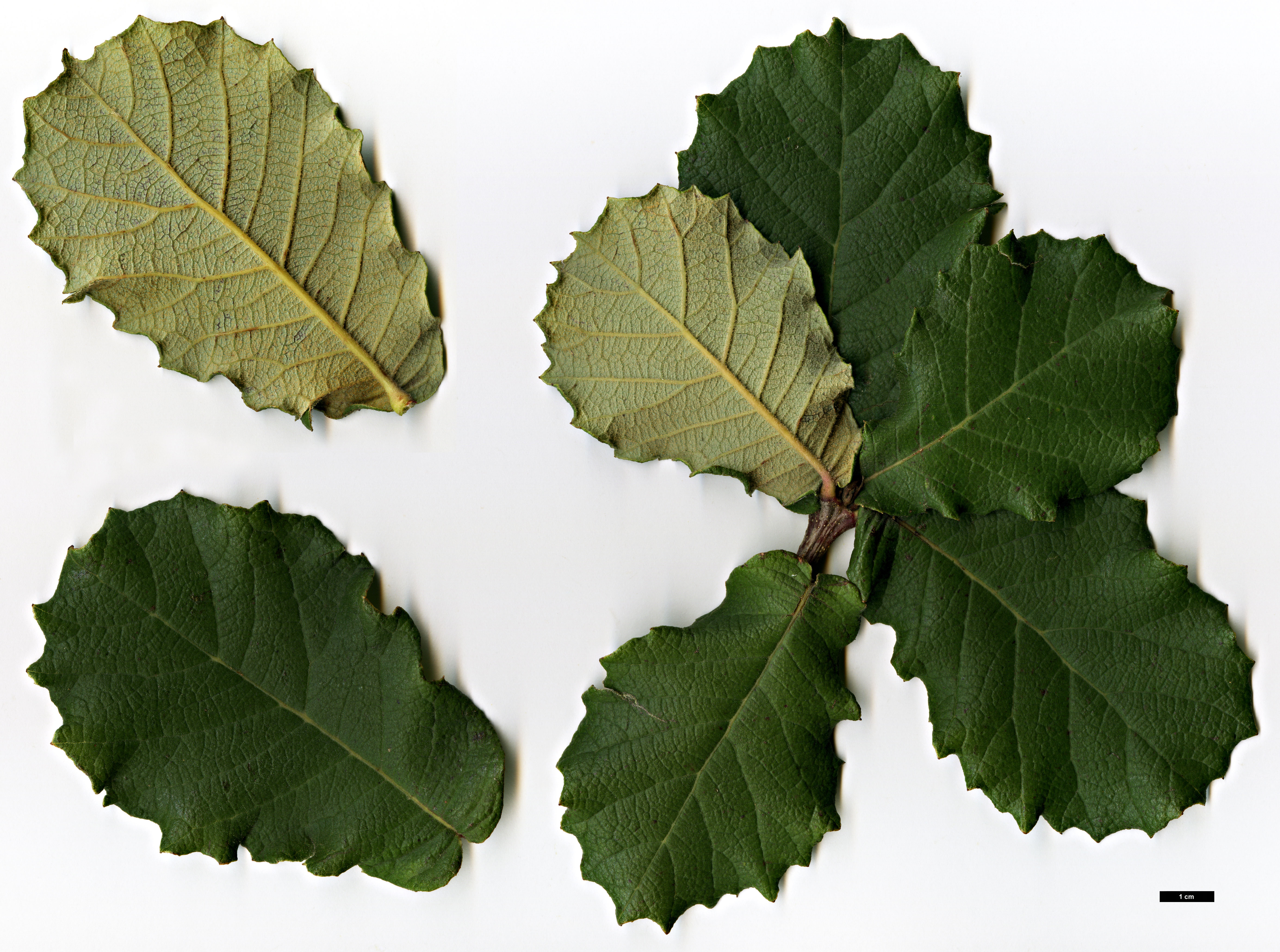 High resolution image: Family: Fagaceae - Genus: Quercus - Taxon: subspathulata