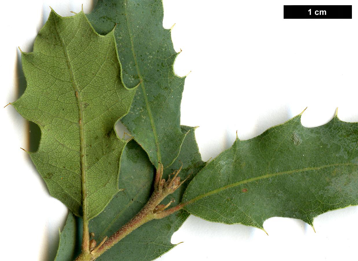 High resolution image: Family: Fagaceae - Genus: Quercus - Taxon: toumeyi