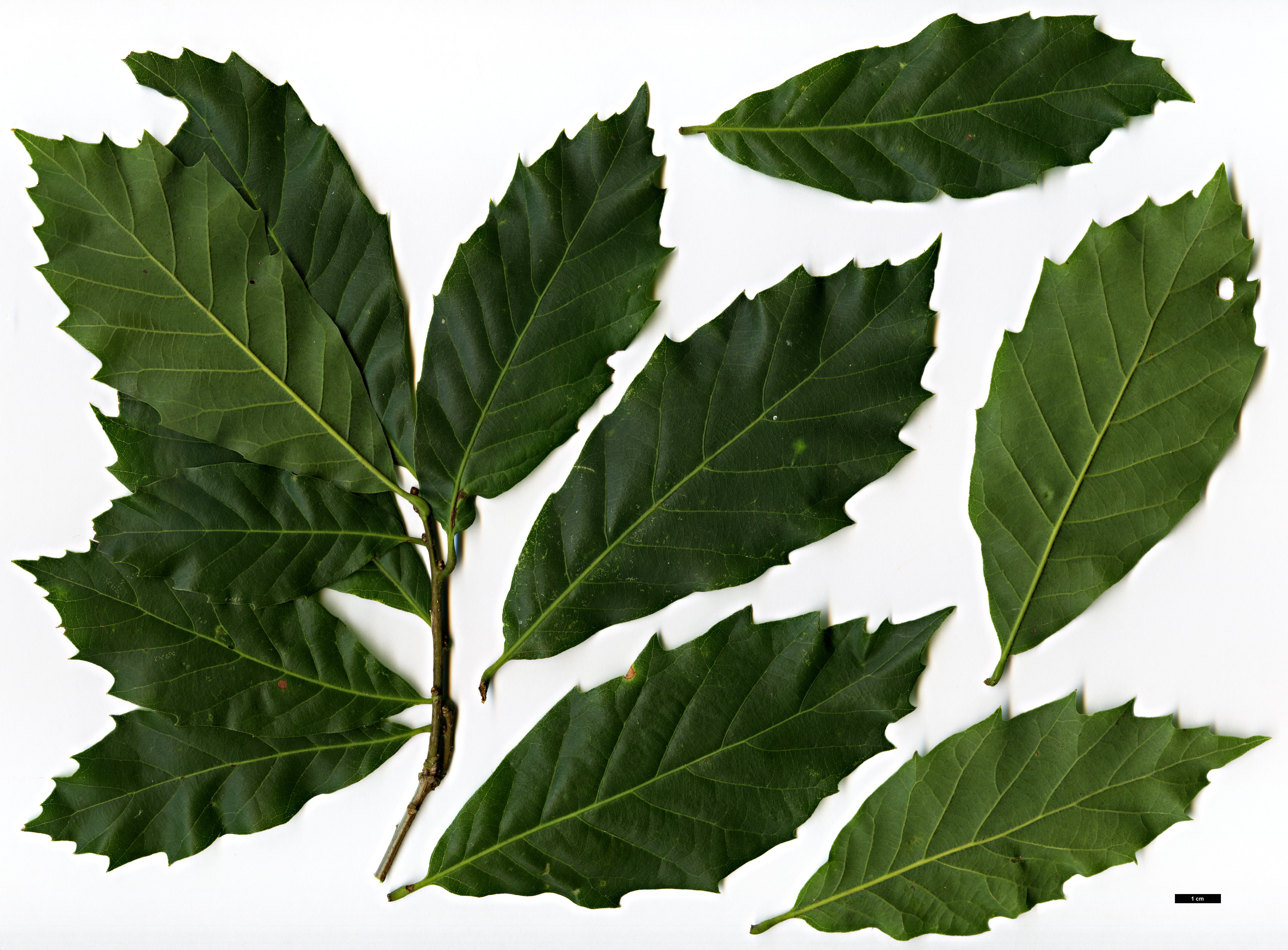 High resolution image: Family: Fagaceae - Genus: Quercus - Taxon: toxicodendrifolia