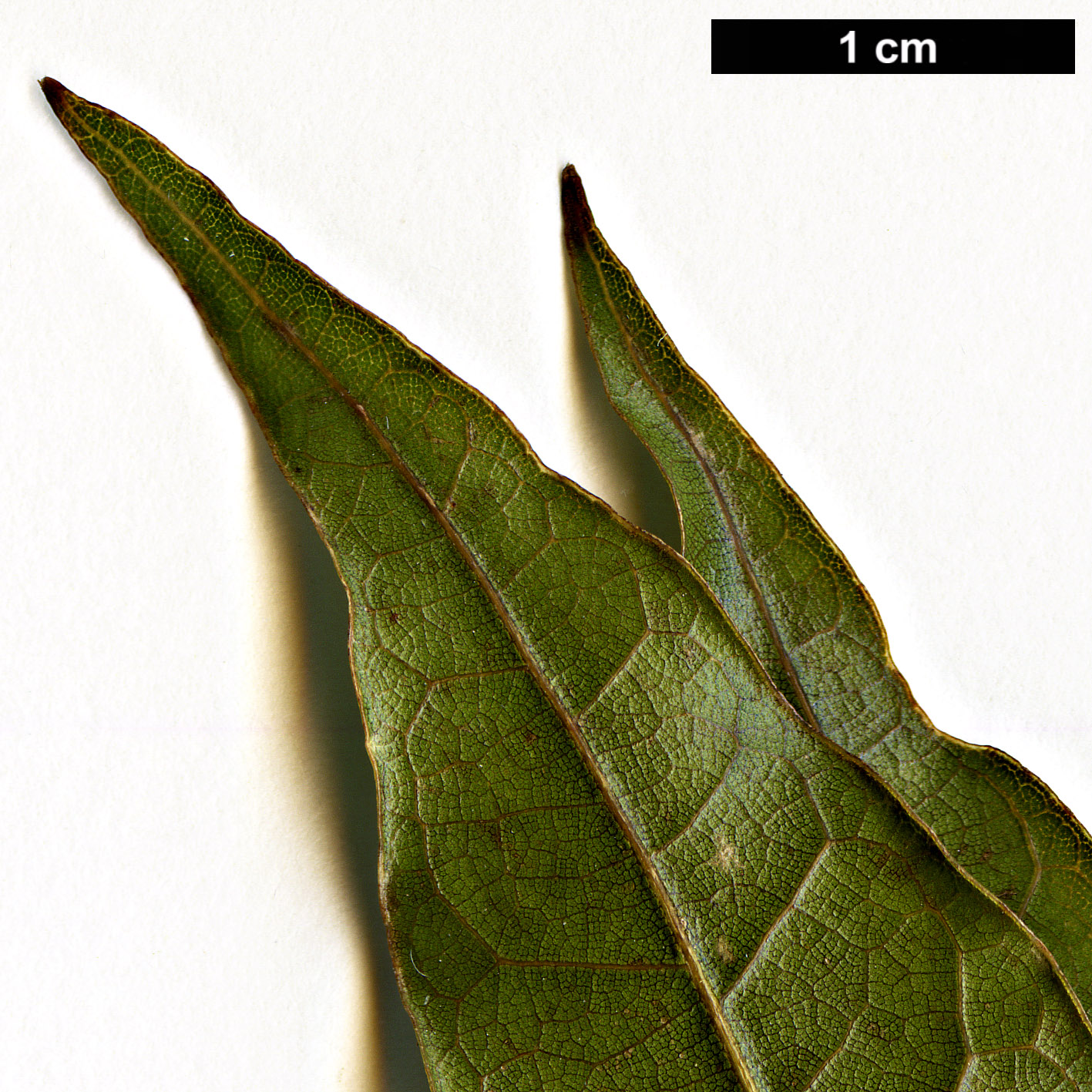 High resolution image: Family: Fagaceae - Genus: Quercus - Taxon: trinitatis