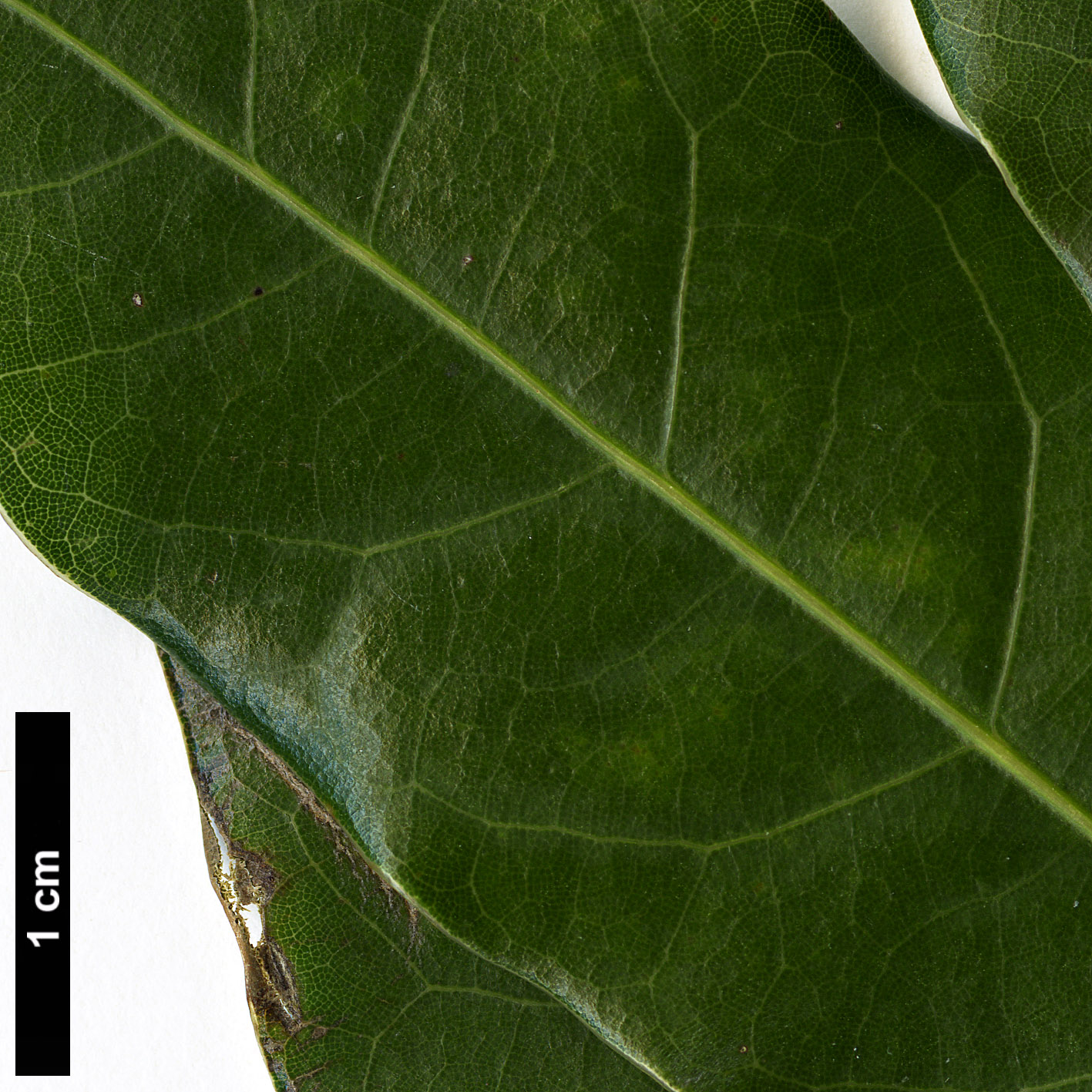 High resolution image: Family: Fagaceae - Genus: Quercus - Taxon: trinitatis