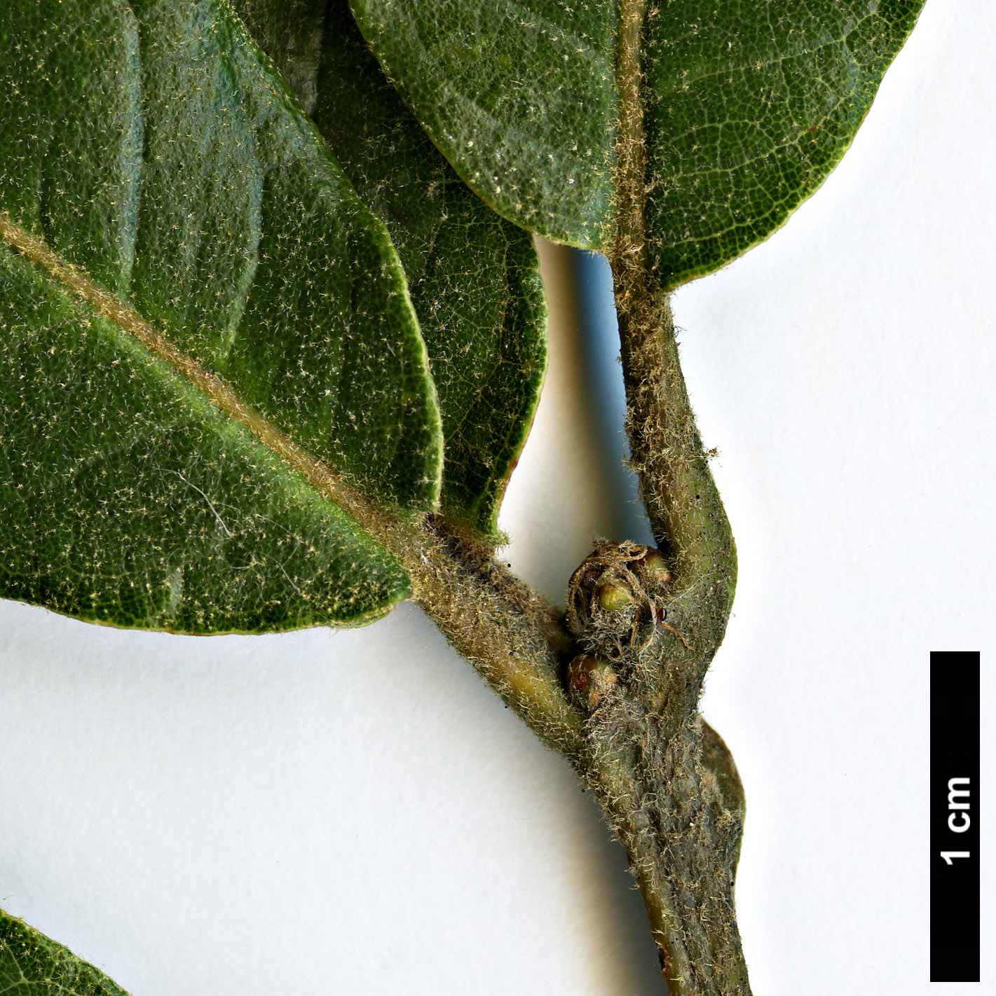 High resolution image: Family: Fagaceae - Genus: Quercus - Taxon: tuberculata