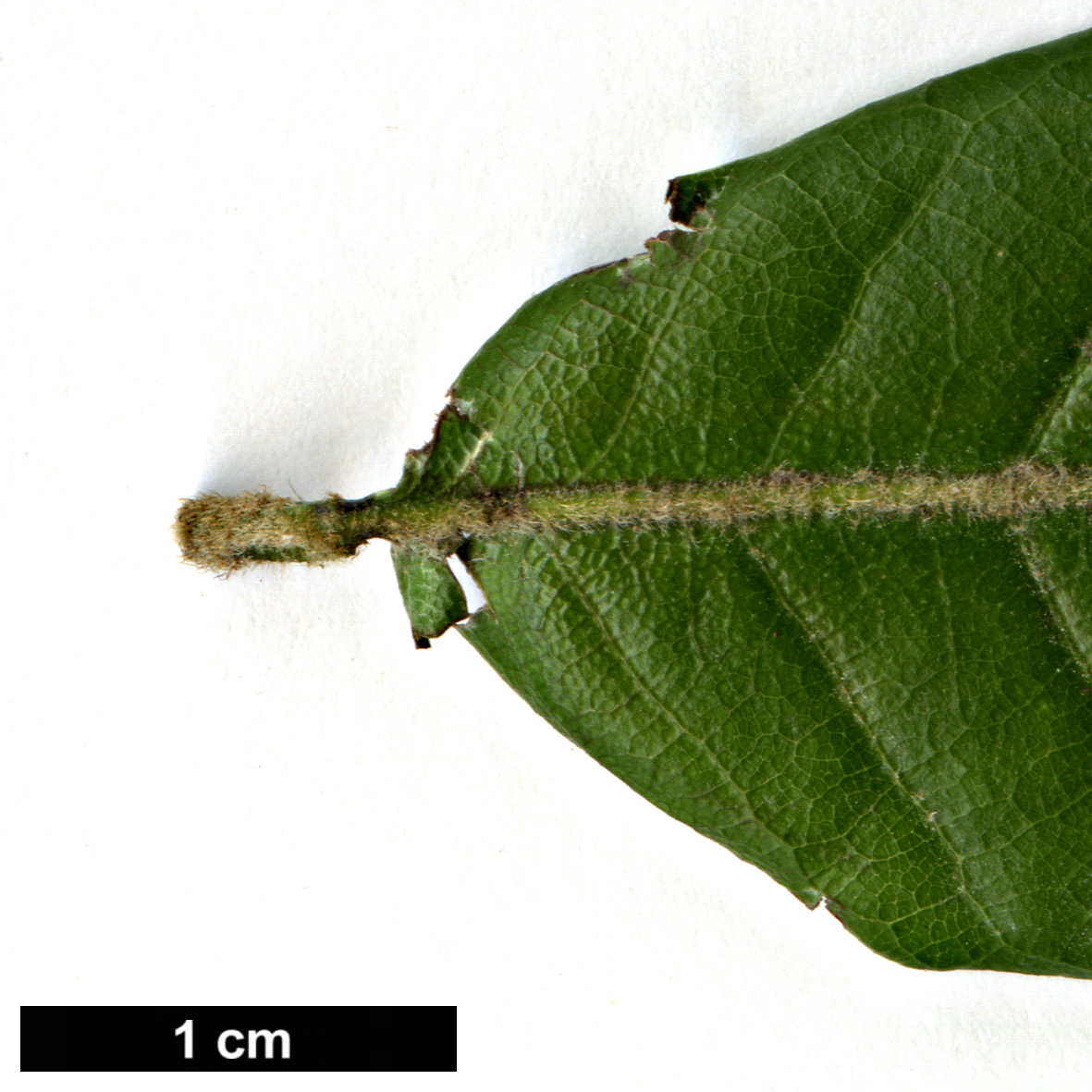 High resolution image: Family: Fagaceae - Genus: Quercus - Taxon: tungmaiensis