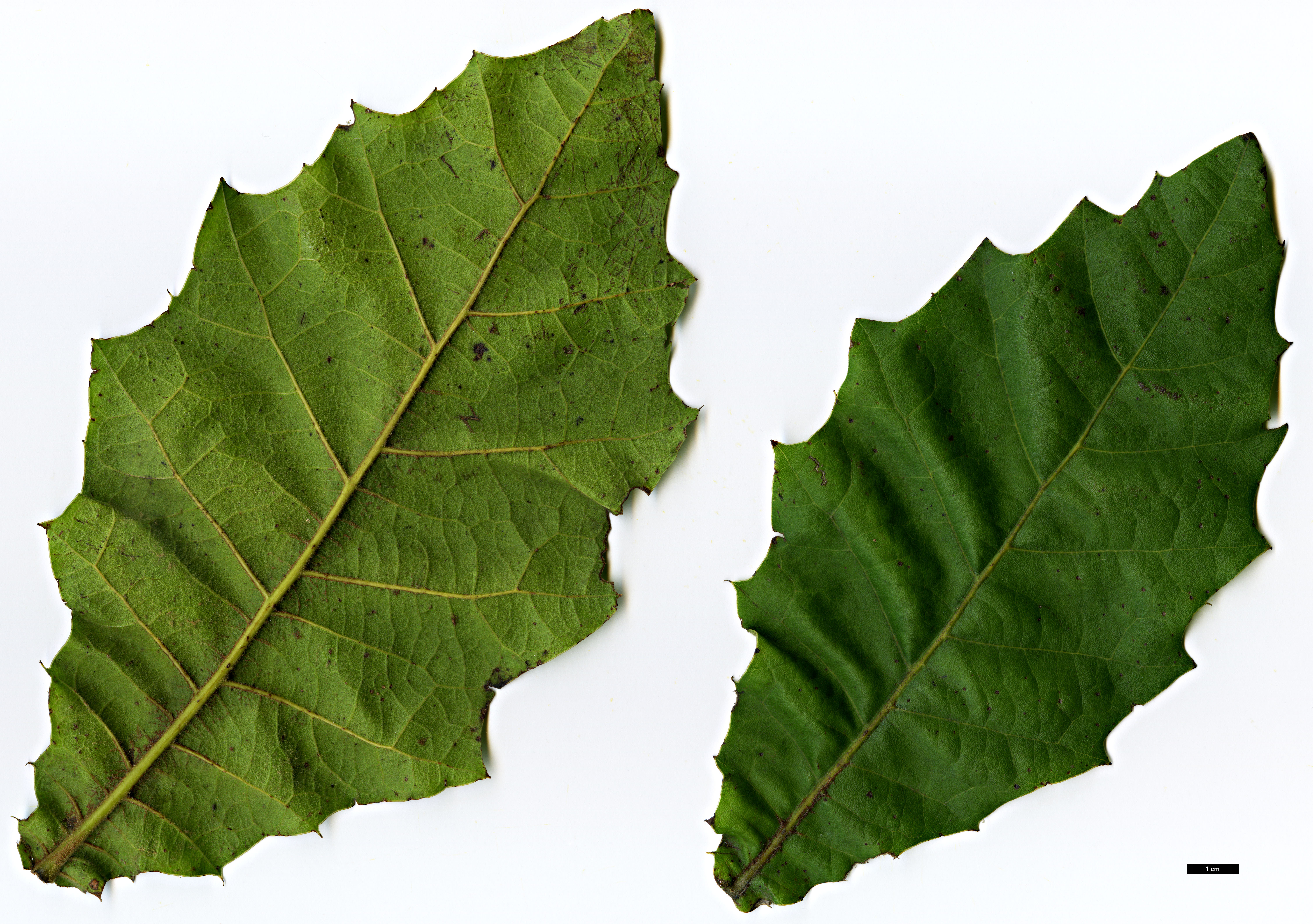 High resolution image: Family: Fagaceae - Genus: Quercus - Taxon: uxoris