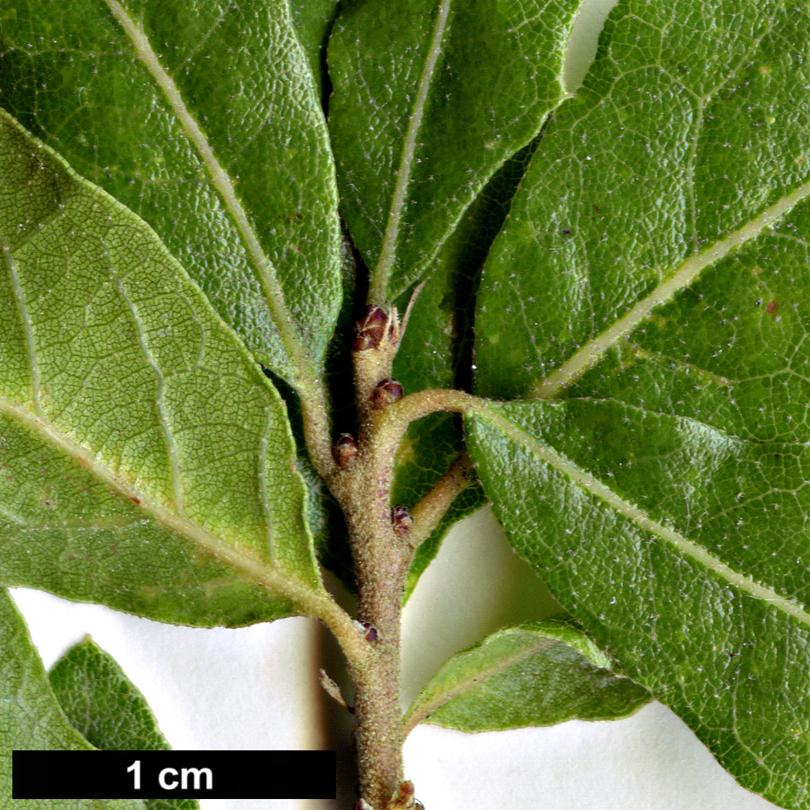 High resolution image: Family: Fagaceae - Genus: Quercus - Taxon: vaseyana