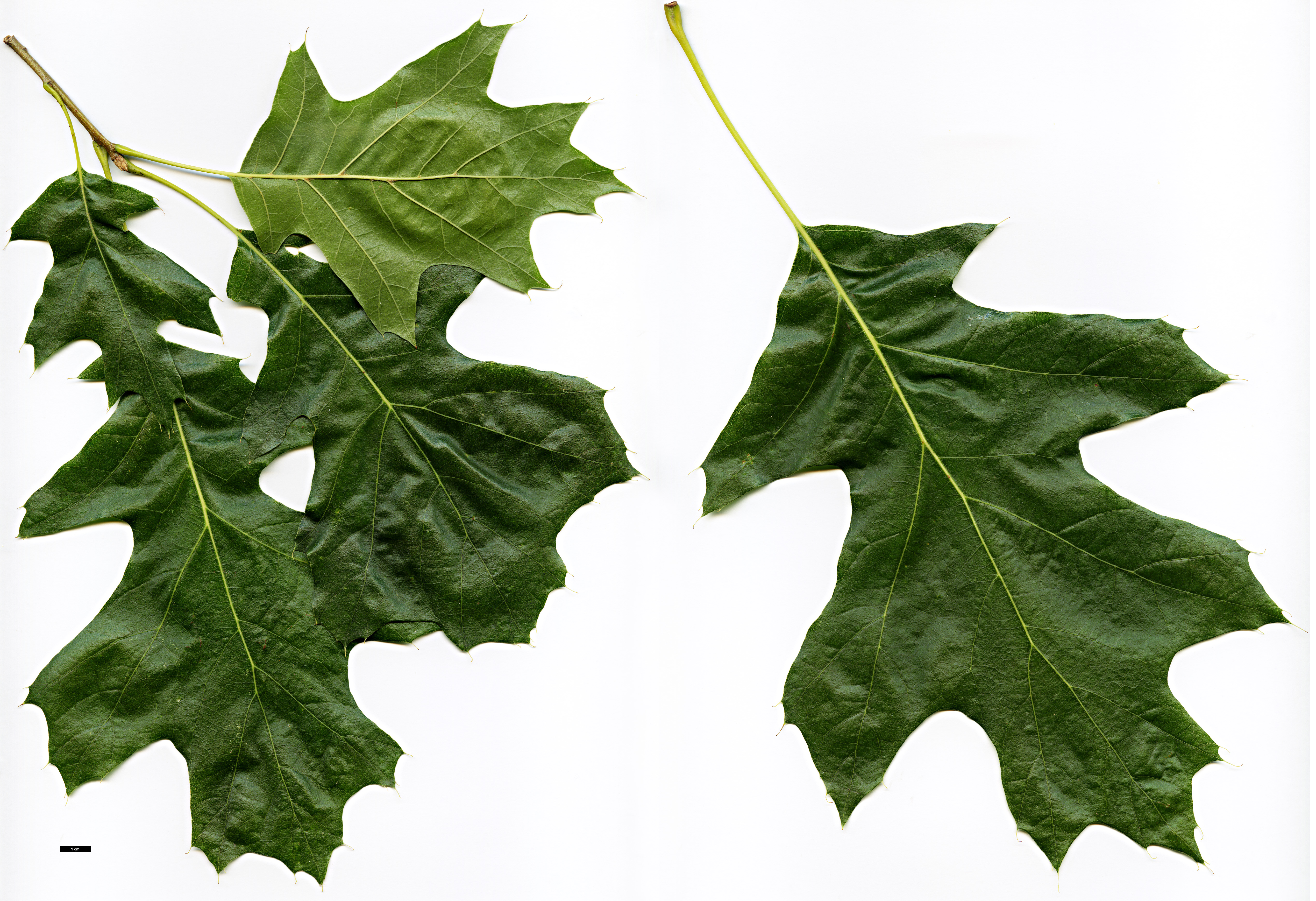 High resolution image: Family: Fagaceae - Genus: Quercus - Taxon: velutina - SpeciesSub: 'Albertsii'