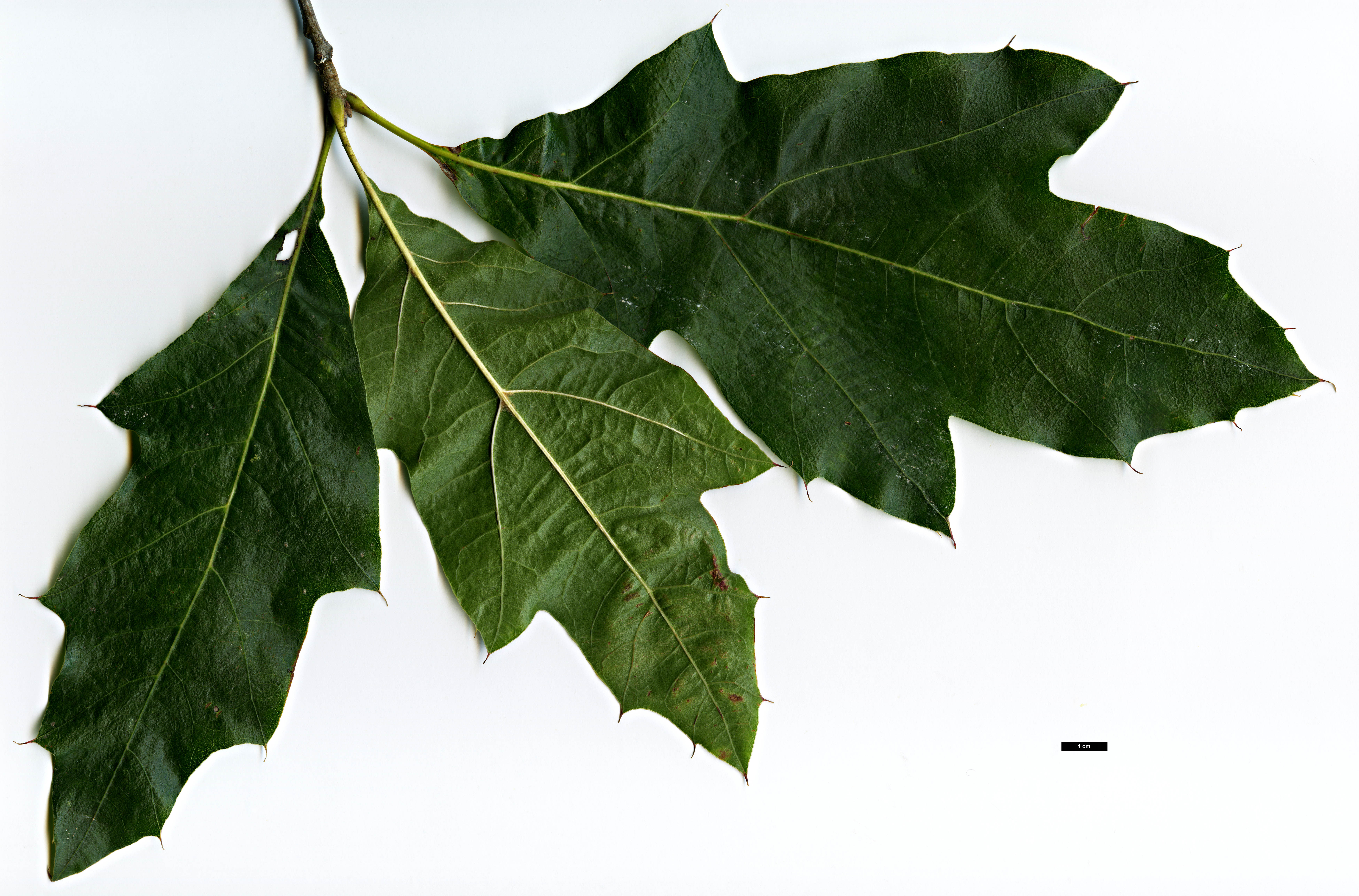 High resolution image: Family: Fagaceae - Genus: Quercus - Taxon: velutina - SpeciesSub: 'Habiflax'