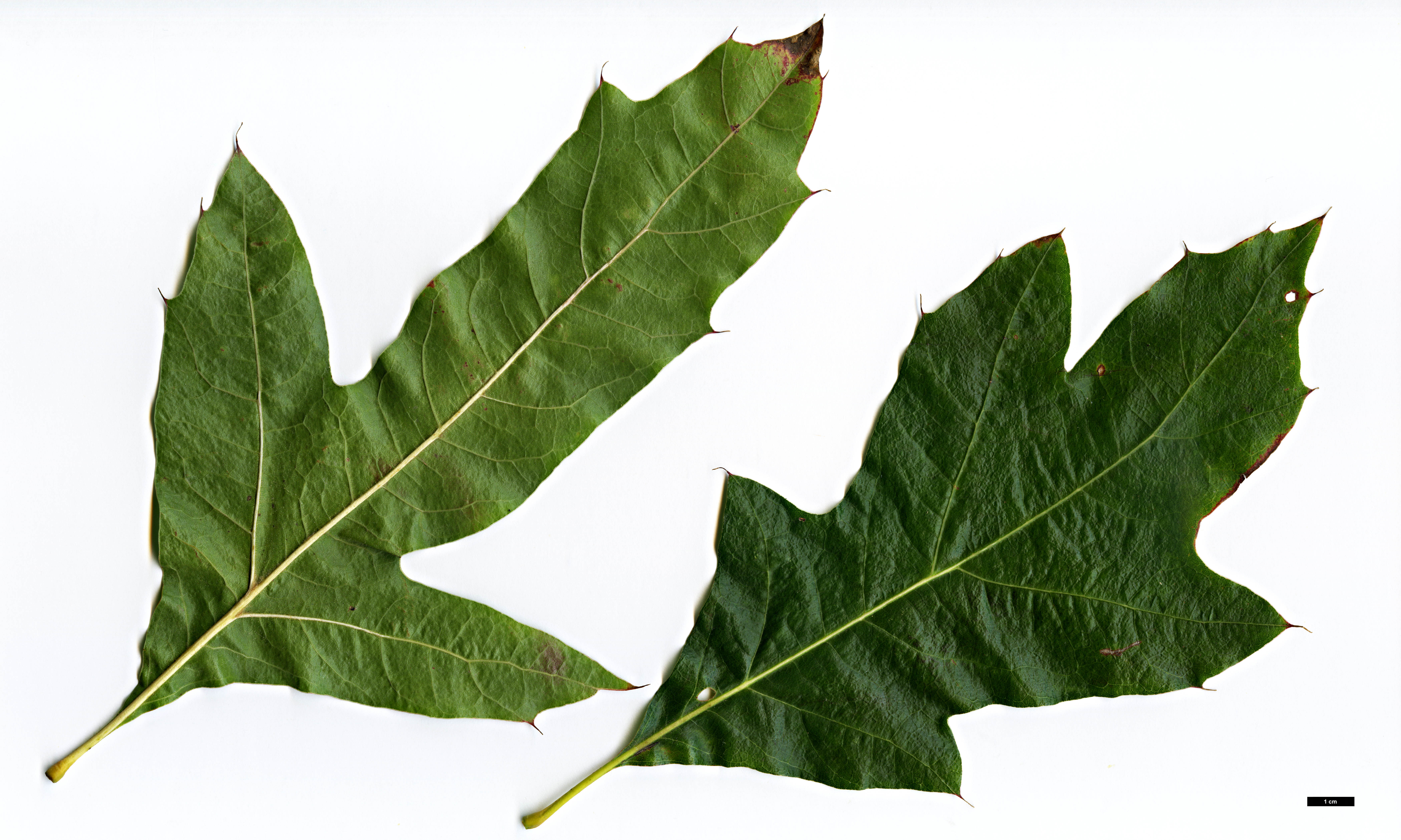 High resolution image: Family: Fagaceae - Genus: Quercus - Taxon: velutina - SpeciesSub: 'Habiflax'