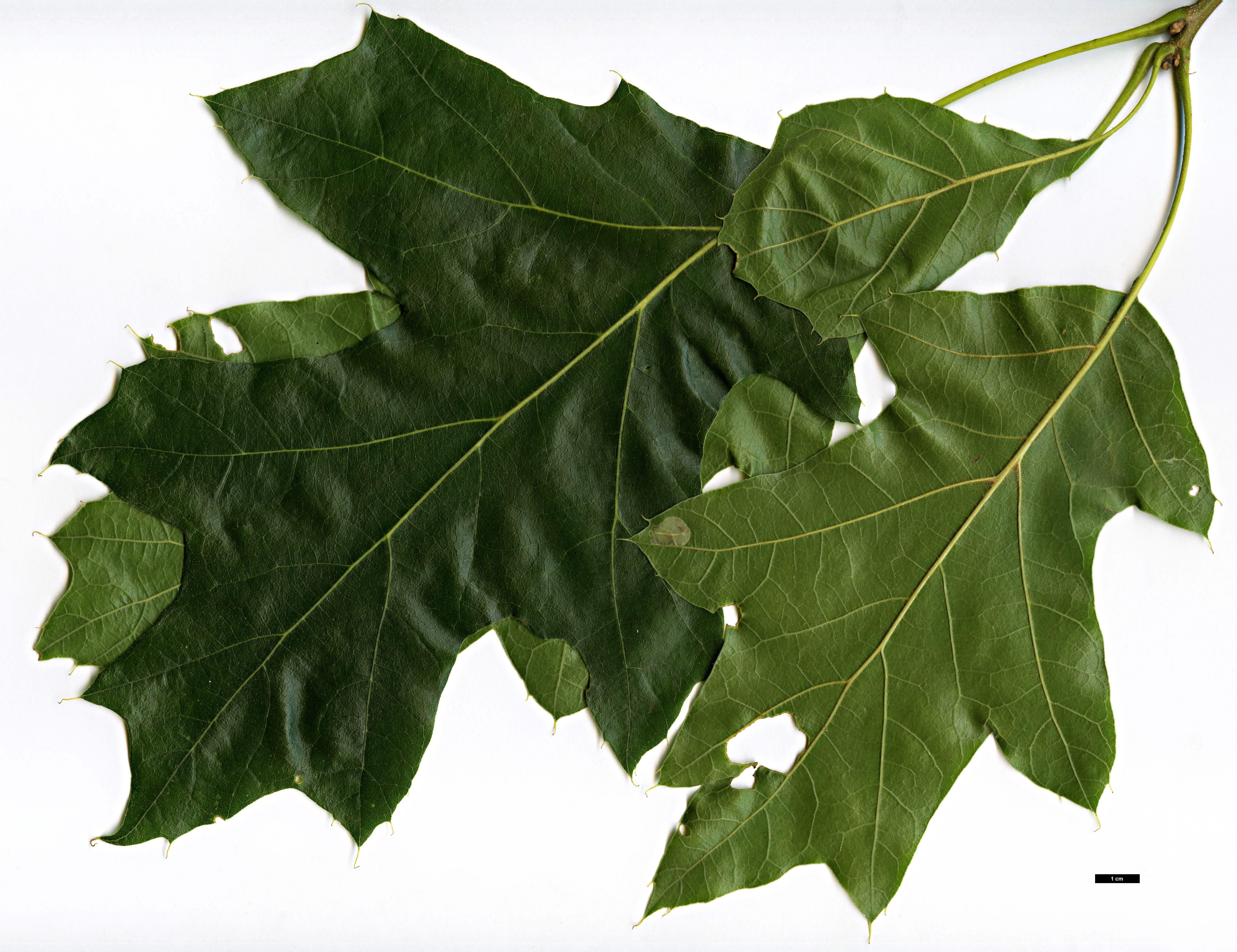 High resolution image: Family: Fagaceae - Genus: Quercus - Taxon: velutina - SpeciesSub: 'Magnifica'
