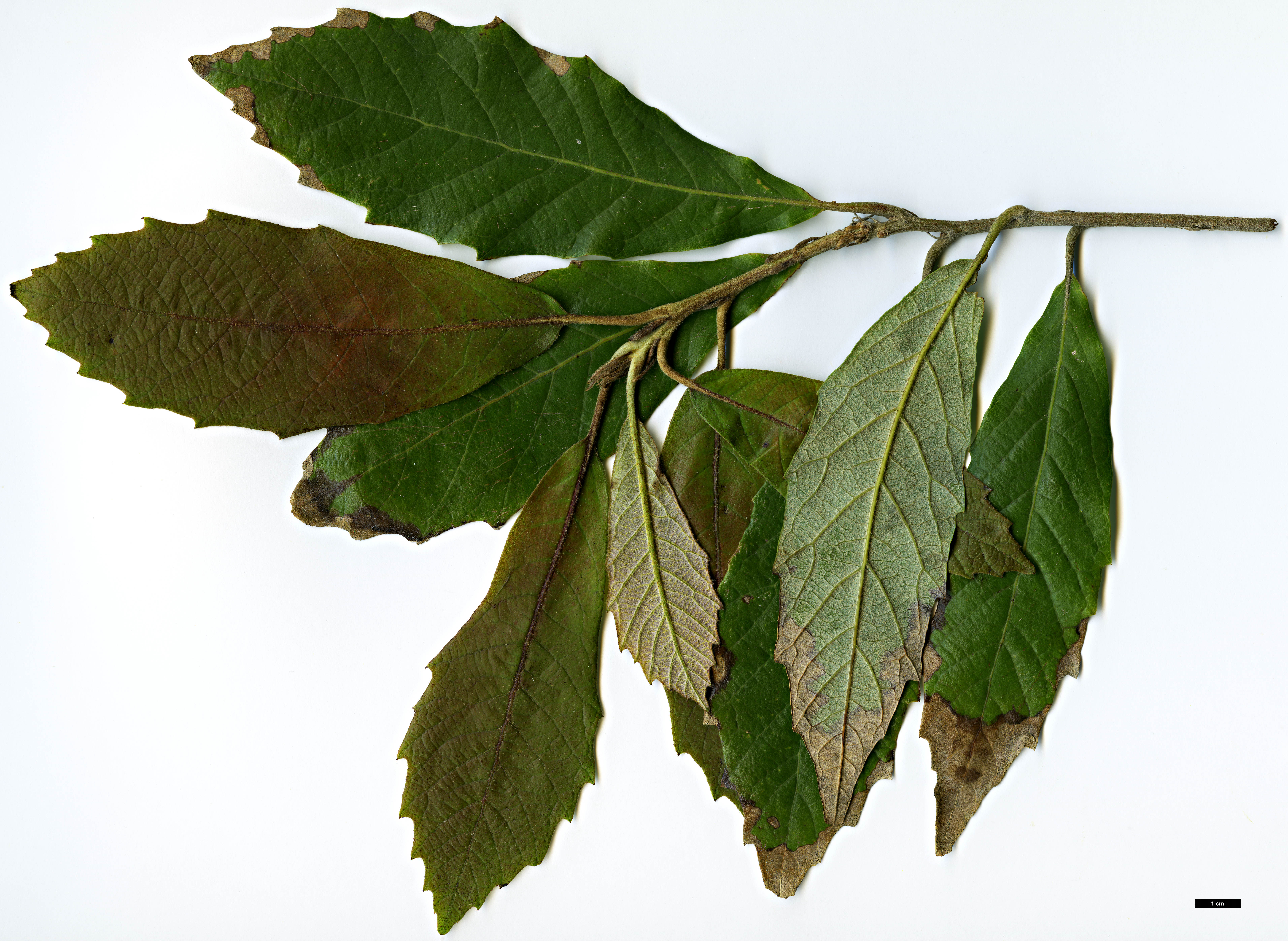 High resolution image: Family: Fagaceae - Genus: Quercus - Taxon: vicentensis