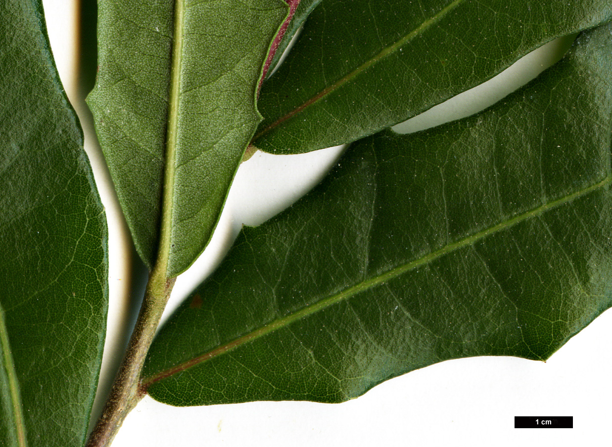 High resolution image: Family: Fagaceae - Genus: Quercus - Taxon: virginiana